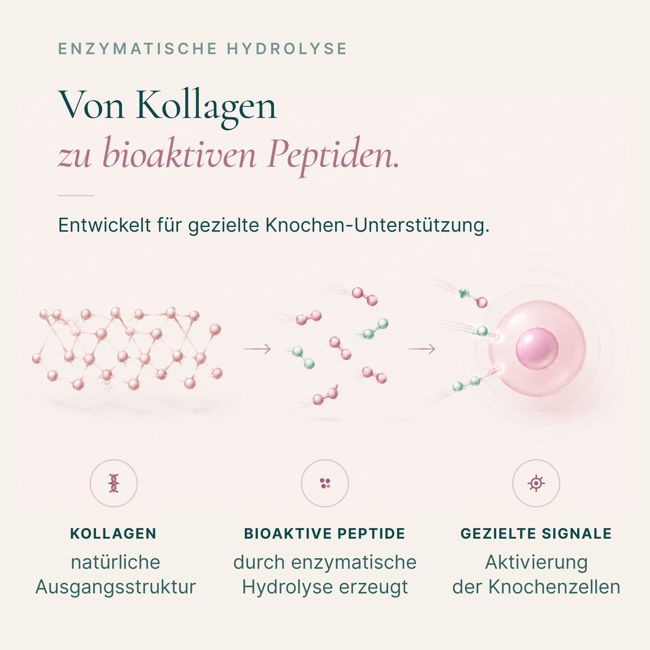 Grafico che mostra la conversione del collagene in peptidi bioattivi per il supporto osseo.