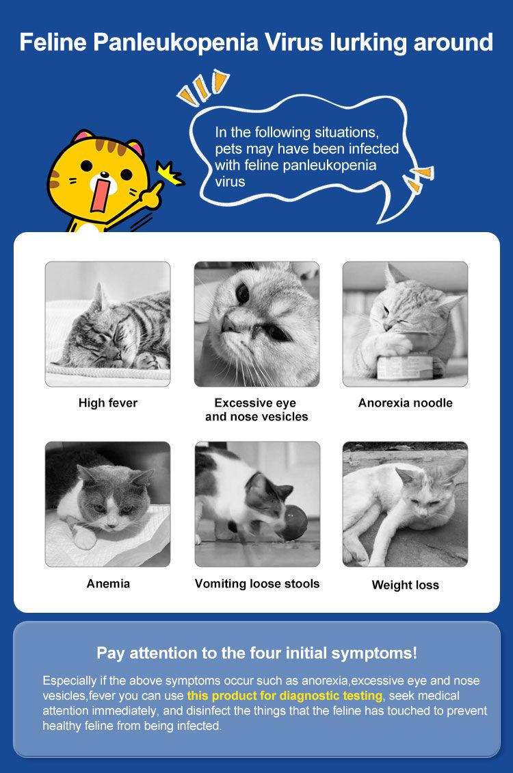 Infografica con sintomi della panleucopenia felina. Sei immagini di gatti con testo. Sfondo blu con elementi gialli.