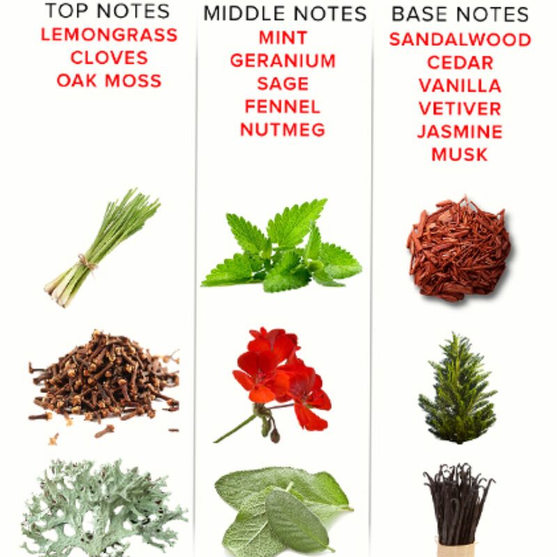 Tabella delle note olfattive. In alto: Lemongrass, chiodi di garofano, muschio di quercia. Centro: Menta, geranio, salvia, finocchio, noce moscata. Base: Sandalo, cedro, vaniglia, vetiver, gelsomino, muschio.