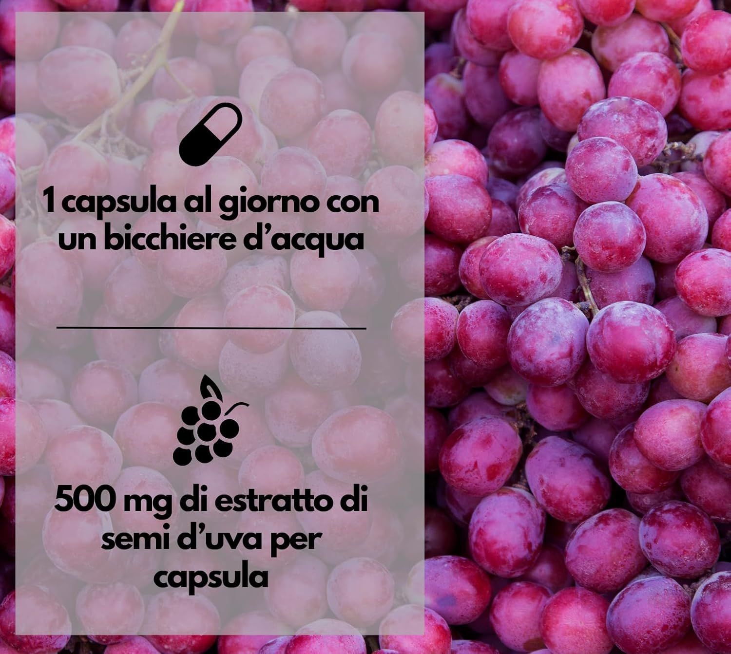 Primo piano di uva rossa con testo sull'estratto di semi d'uva OPC.