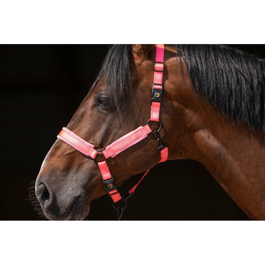 Cavezza rosa sulla testa del cavallo. Fibbie e anelli neri. La cavezza è attaccata al cavallo.