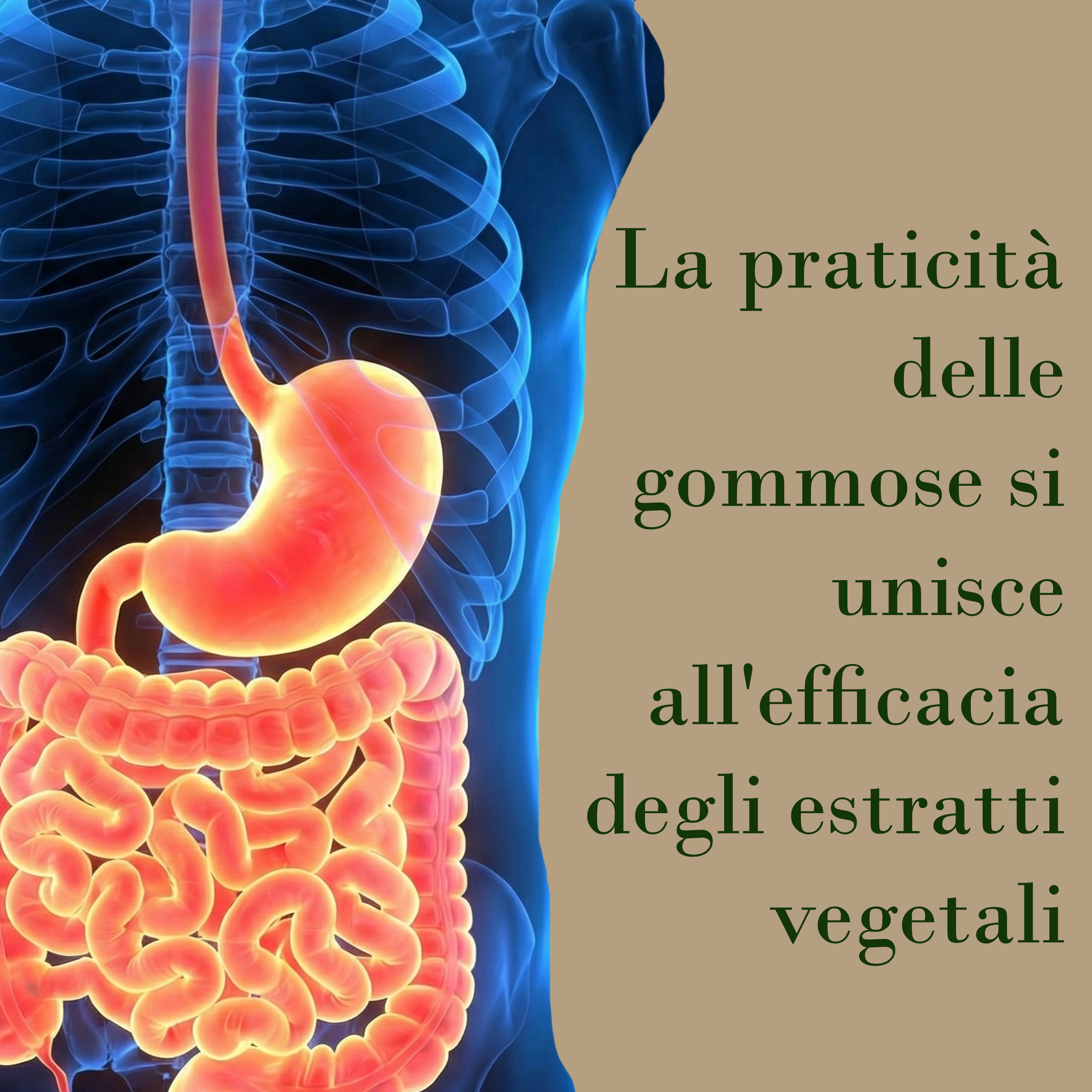 Modello anatomico blu-rosso dell'apparato digerente. Testo: La praticità delle gommose si unisce all'efficacia degli estratti vegetali.