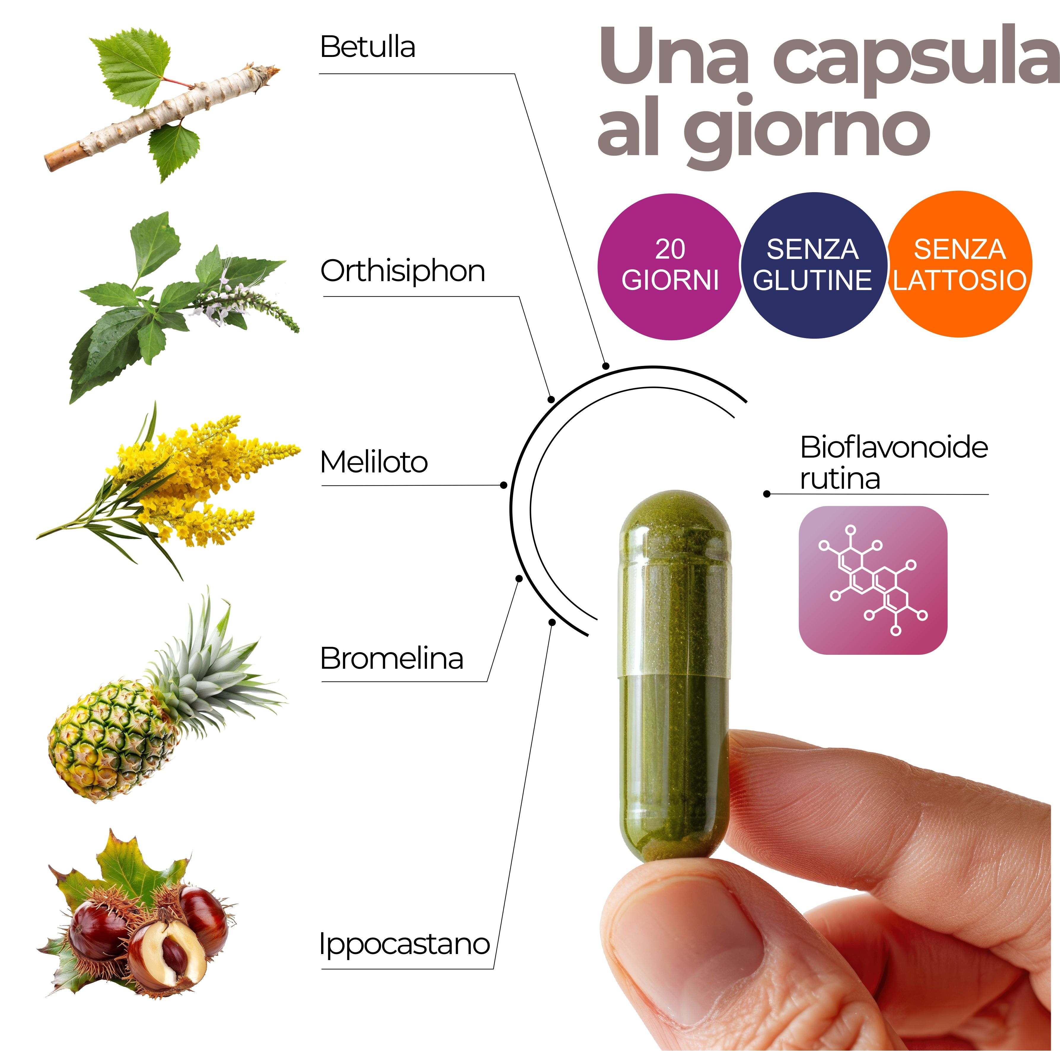 Capsula Drenixan con estratti vegetali: Ananas, Betulla, Meliloto, Bromelina.