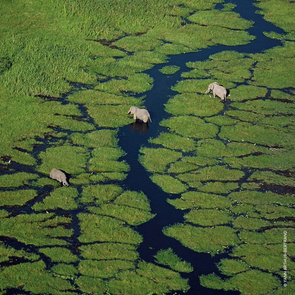 Vista aerea di elefanti in un fiume attraverso un paesaggio verde. Tre elefanti nell'acqua.