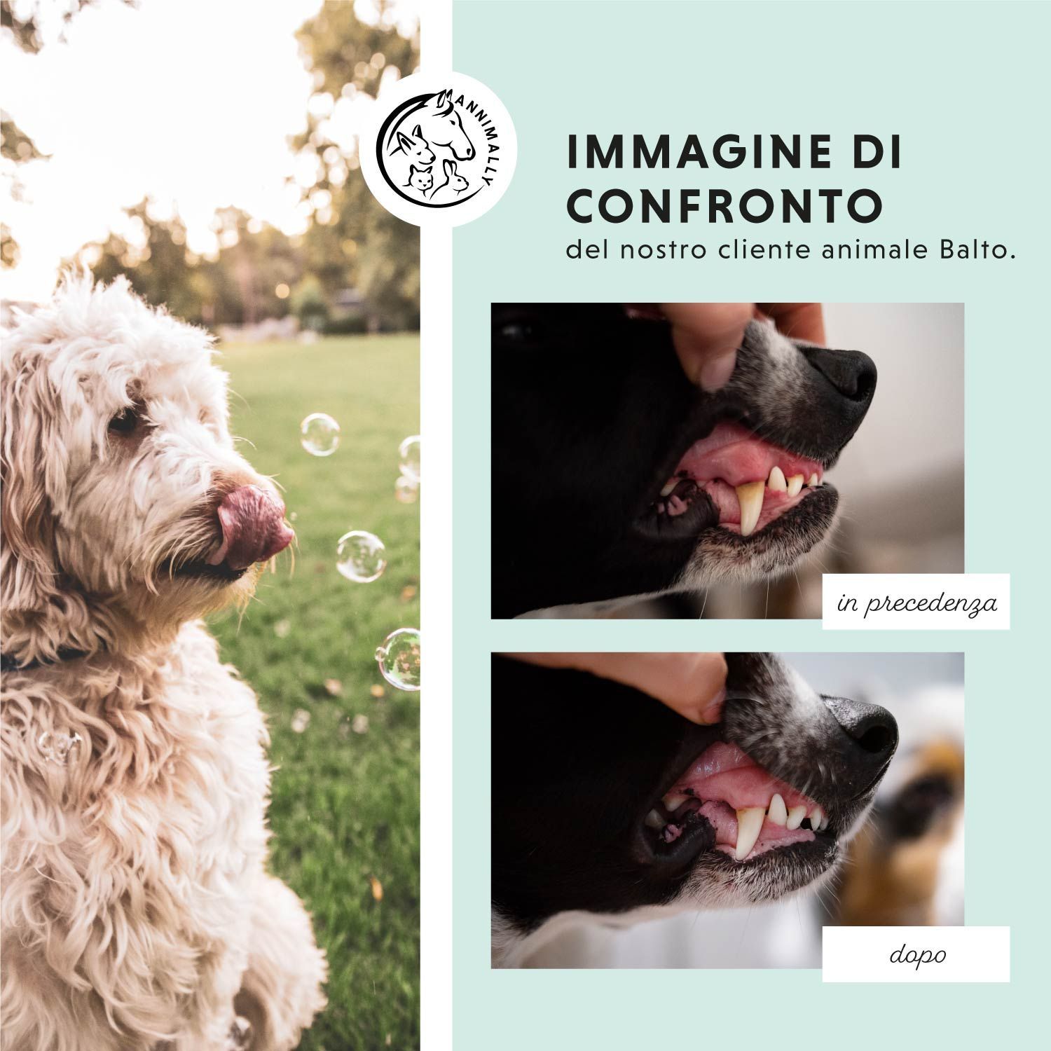 Immagine di confronto: denti di cane prima e dopo il trattamento. Bolle sullo sfondo. Testo: Immagine di confronto.