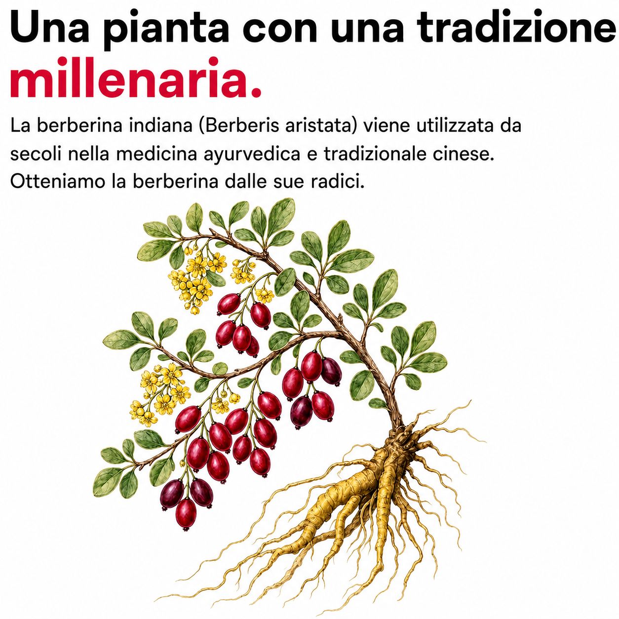 Bio Medical Pharma Capsule di Berberina