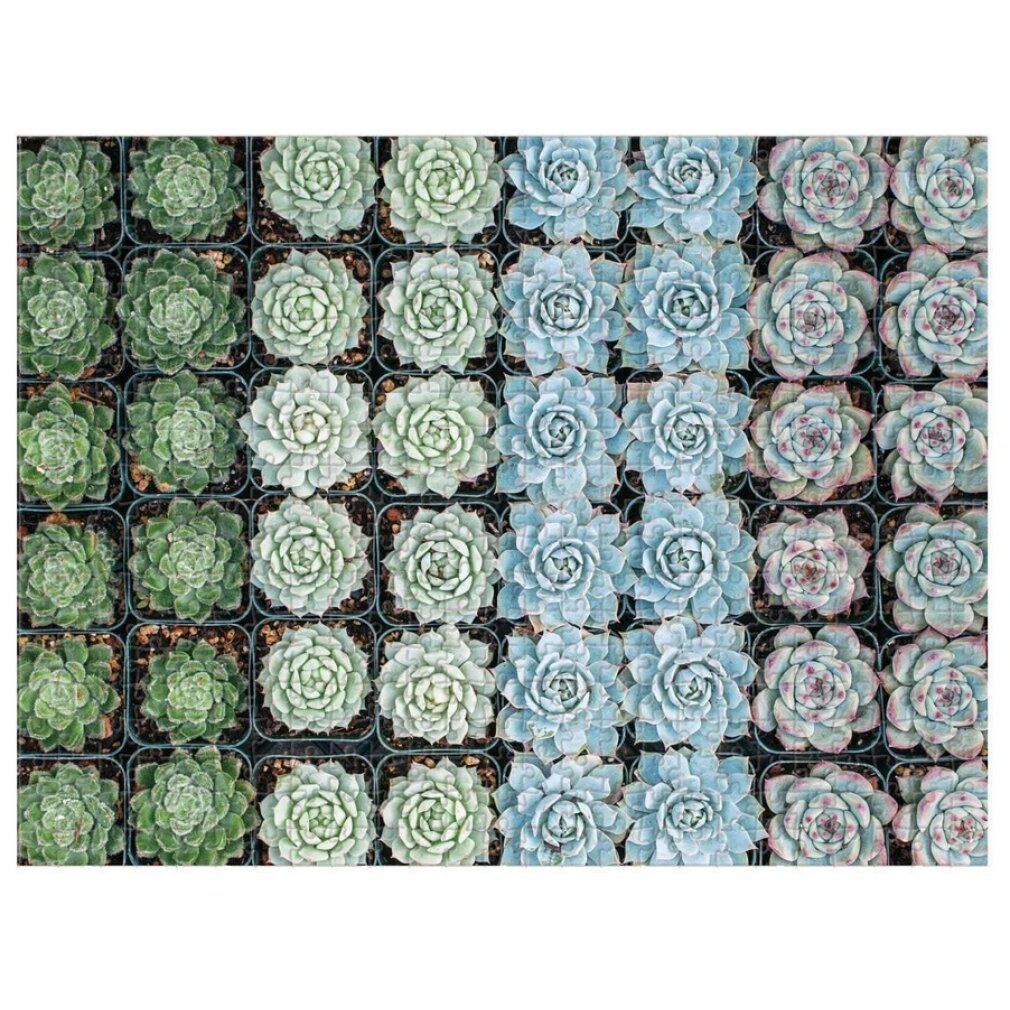 galison puzzle reversibile Giardino delle Succulente 500 pezzi