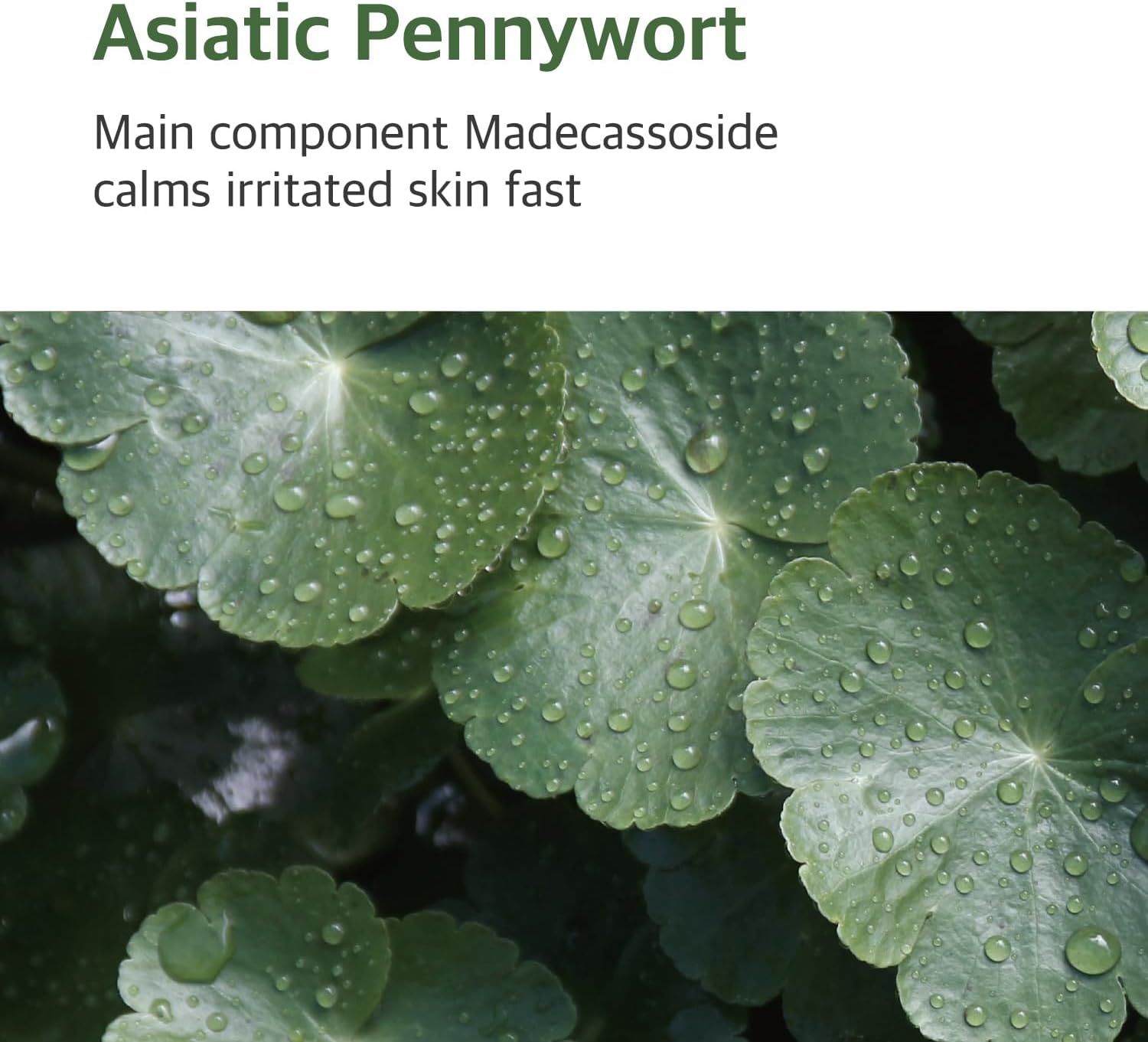 Foglie verdi con gocce d'acqua. Testo: 'Asiatic Pennywort'. Ingrediente principale Madecassoside lenisce rapidamente la pelle irritata.
