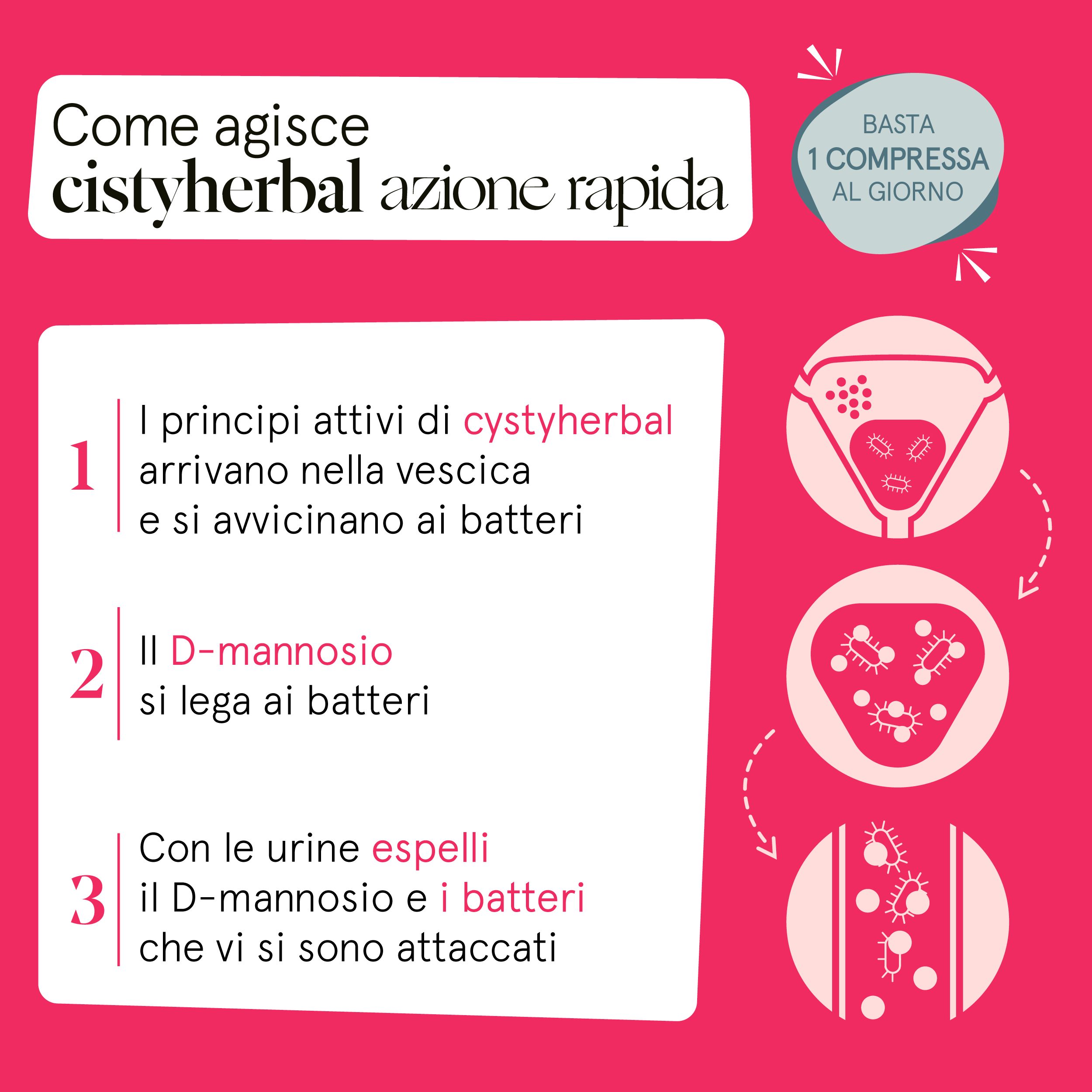 Infografica: Come agisce "cistyherbal azione rapida". 3 passaggi con illustrazioni del sistema urinario e batteri.