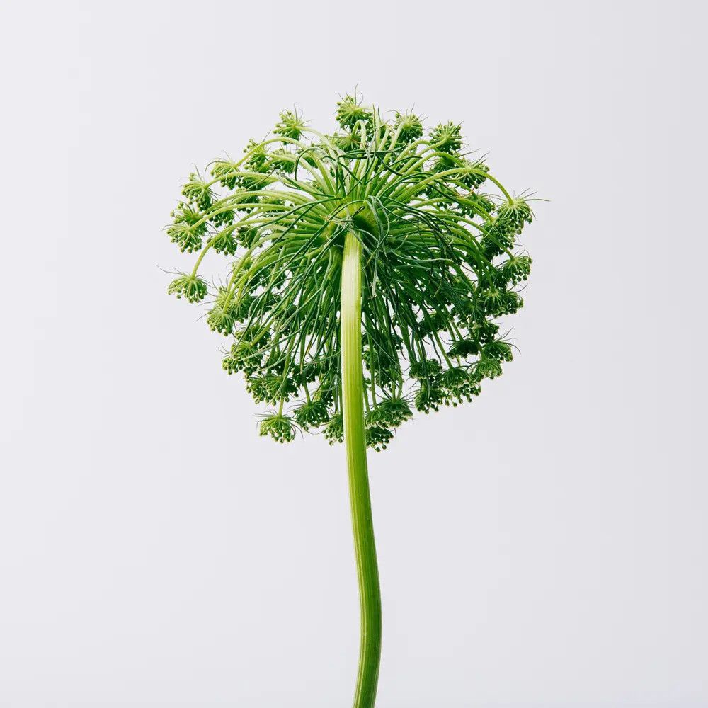Pianta verde con infiorescenza rotonda e lungo stelo. Lo sfondo è bianco.
