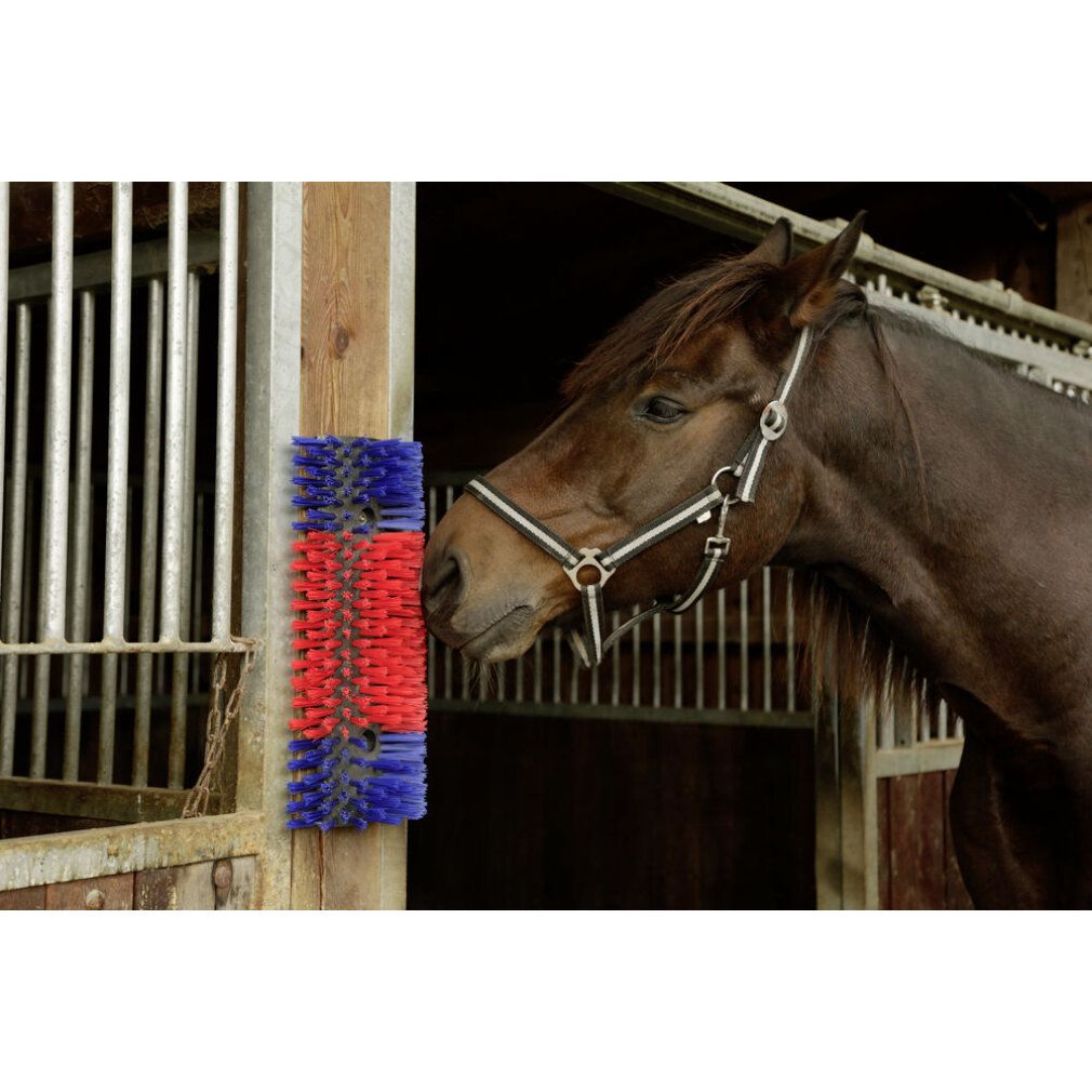 Spazzola per cavalli, bovini, capre, montata su un palo di legno. Setole rosse e blu. Cavallo con cavezza nella stalla.