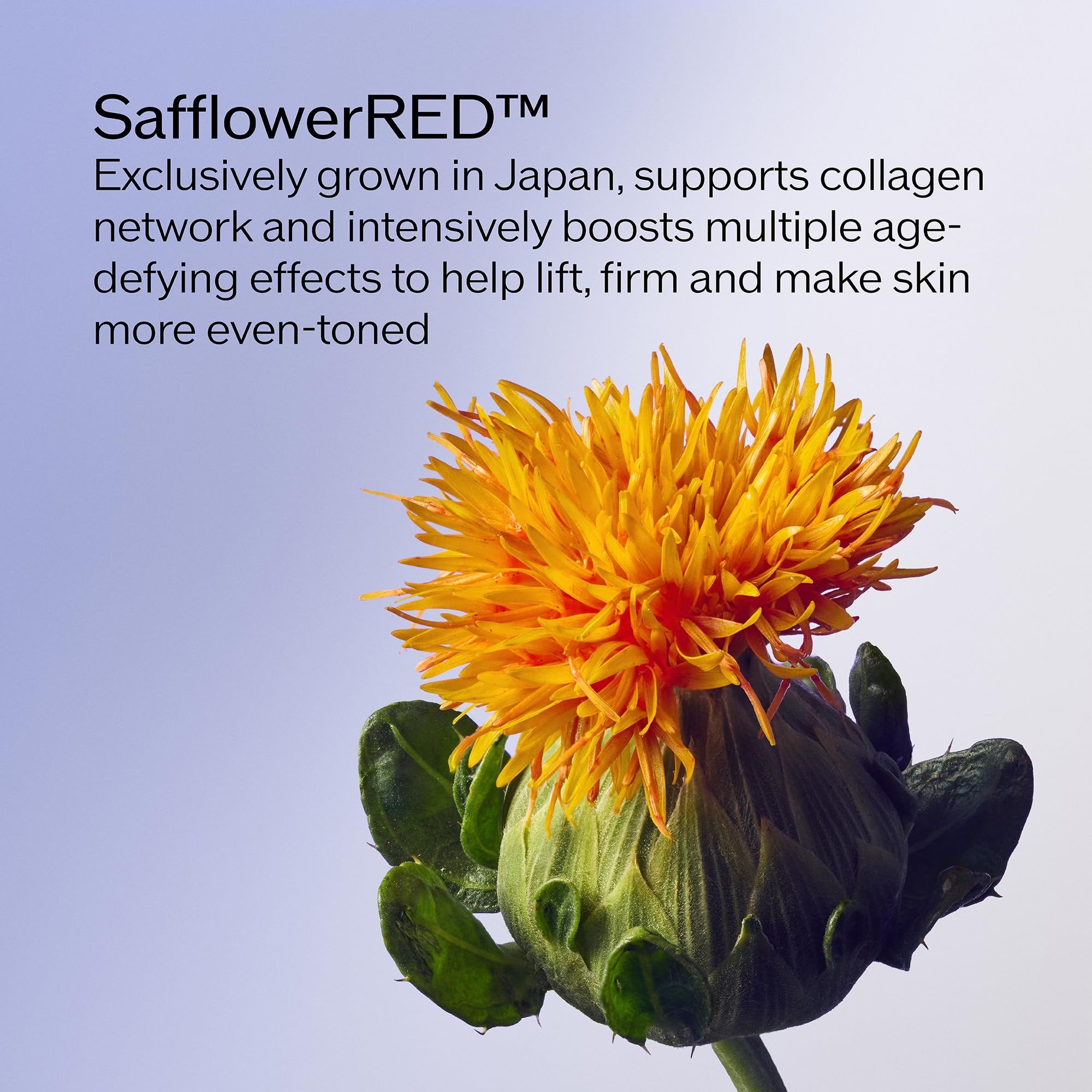 Primo piano di un fiore di cartamo giallo. Testo: SafflowerRED™ supporta la rete di collagene e migliora la pelle.