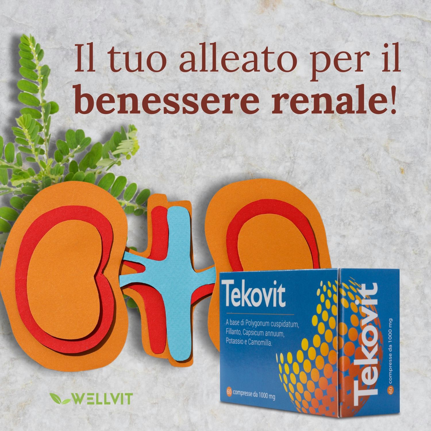 Wellvit | Tekovit, Spaccapietre, Integratore per Calcoli Renali, Drenaggio Liquidi