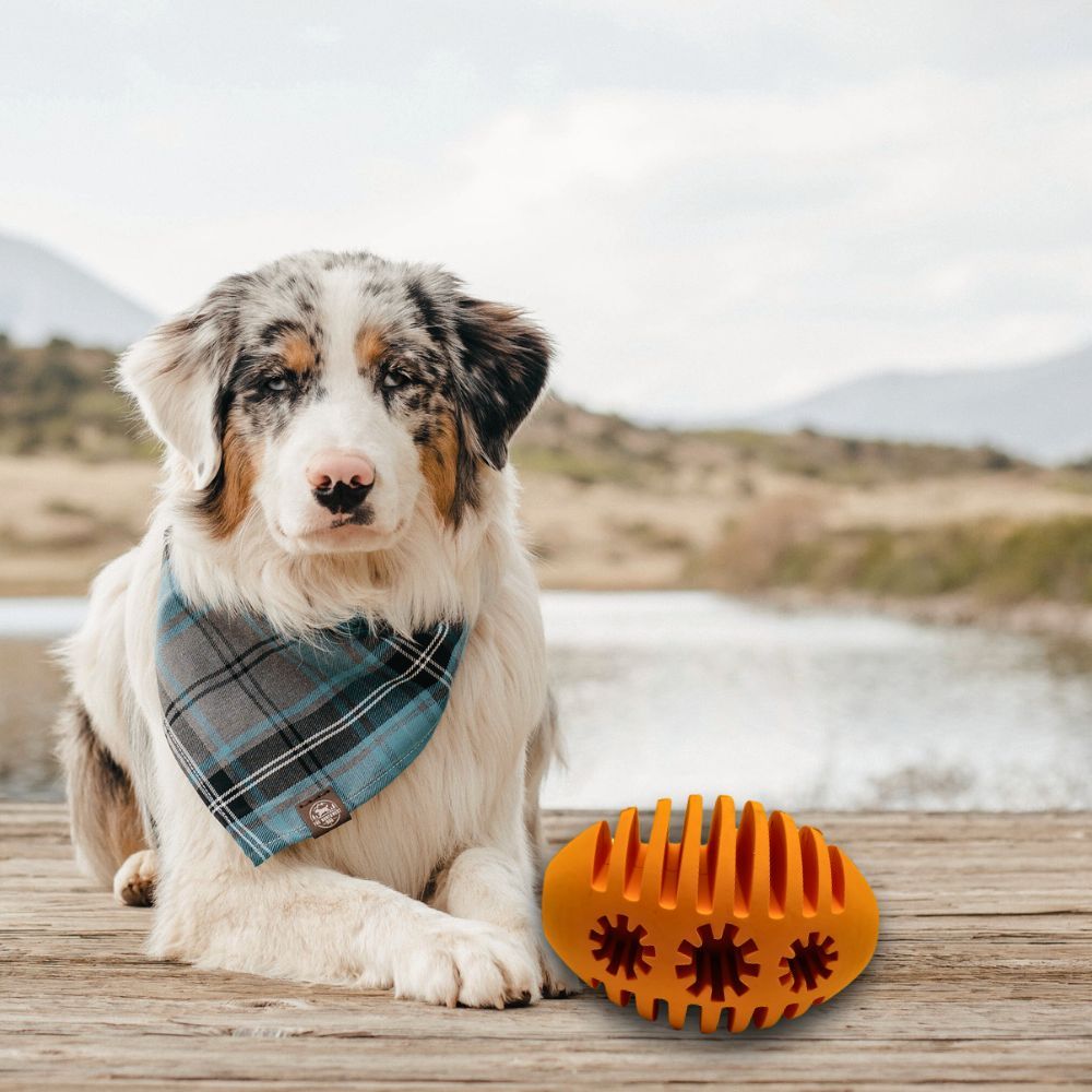 Cane con bandana seduto su una passerella di legno. Davanti, giocattolo da rugby arancione con tre aperture a forma di stella.