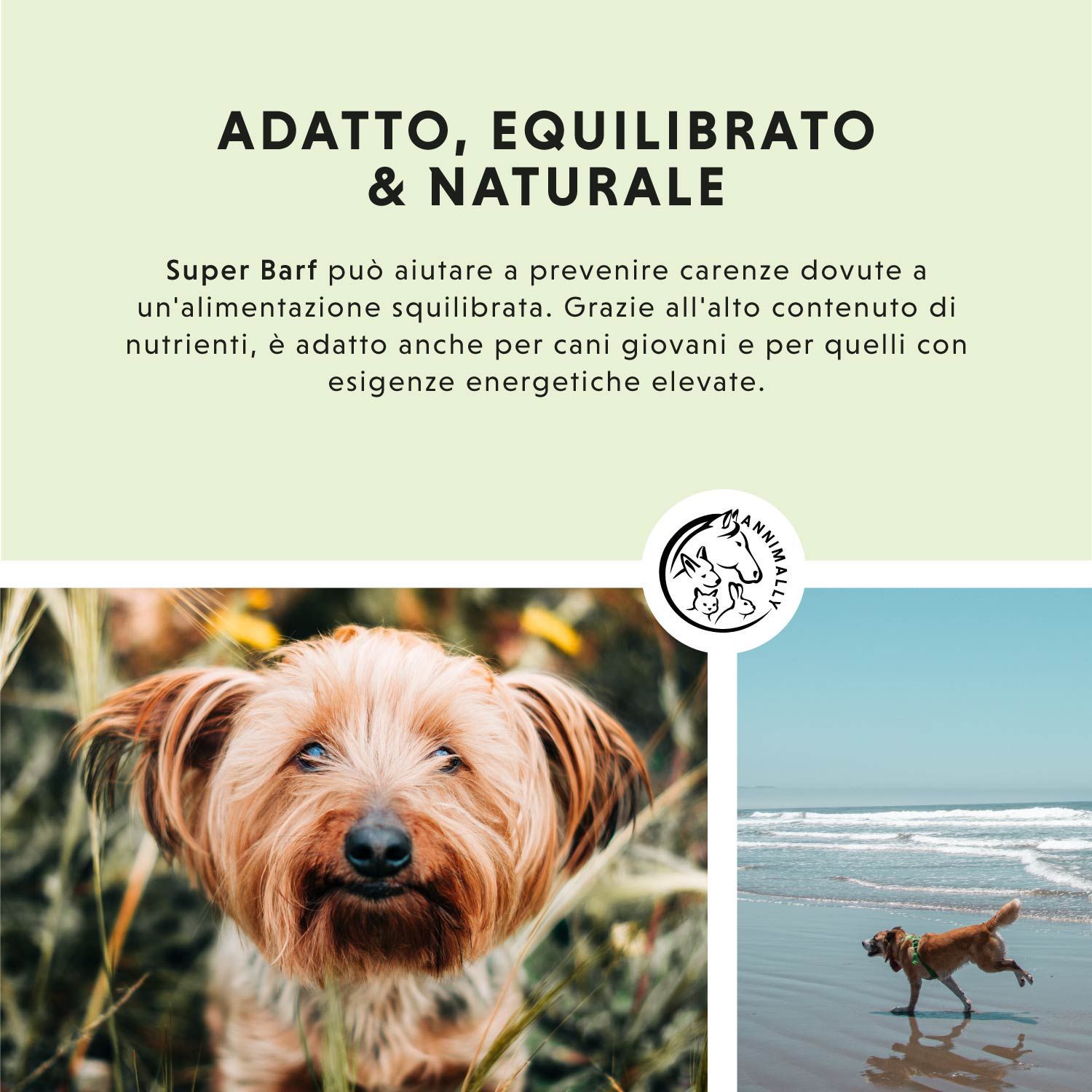 Testo su Super Barf. Logo. Cane sulla spiaggia. Testo su salute, nutrizione, benessere, immunità, pelo, pelle, ecc.