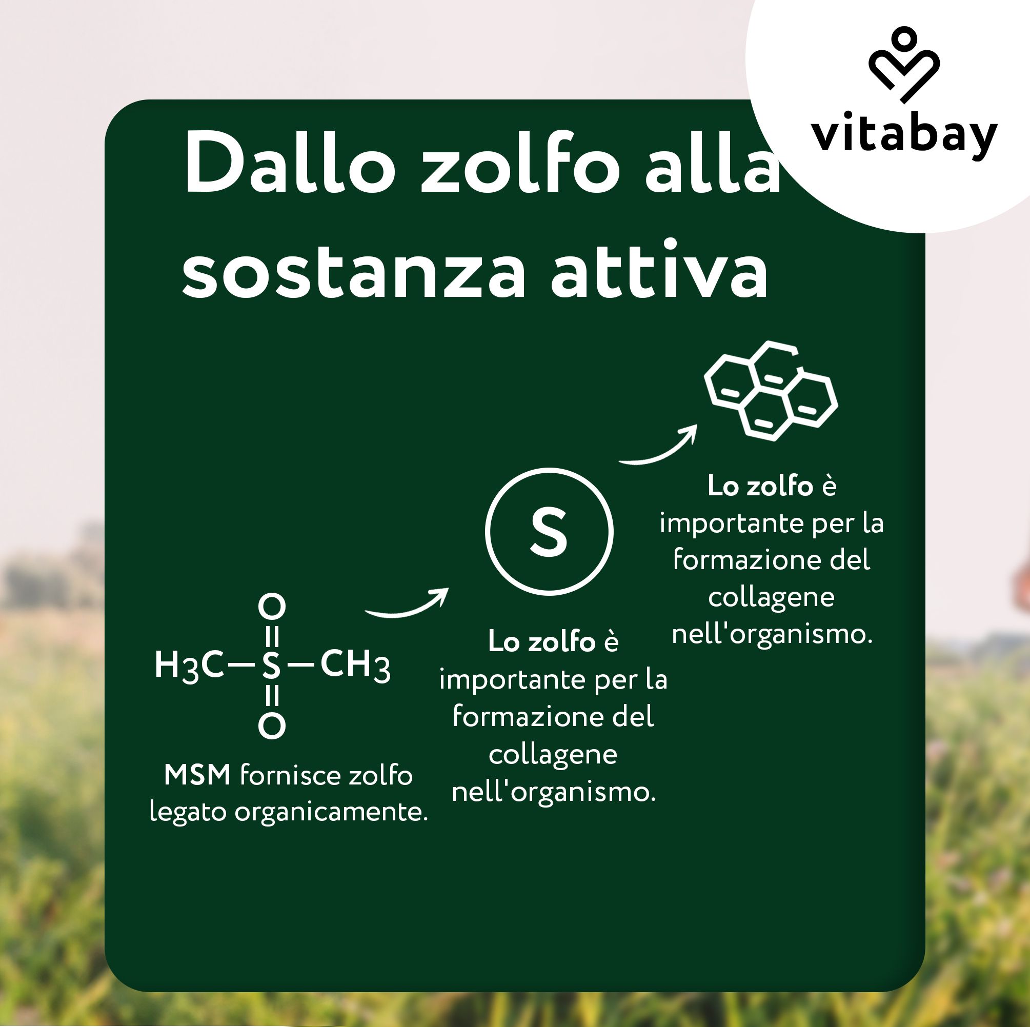 Capsule Vitabay MSM 1000 MG davanti a un paesaggio di sorgenti termali e cesti.