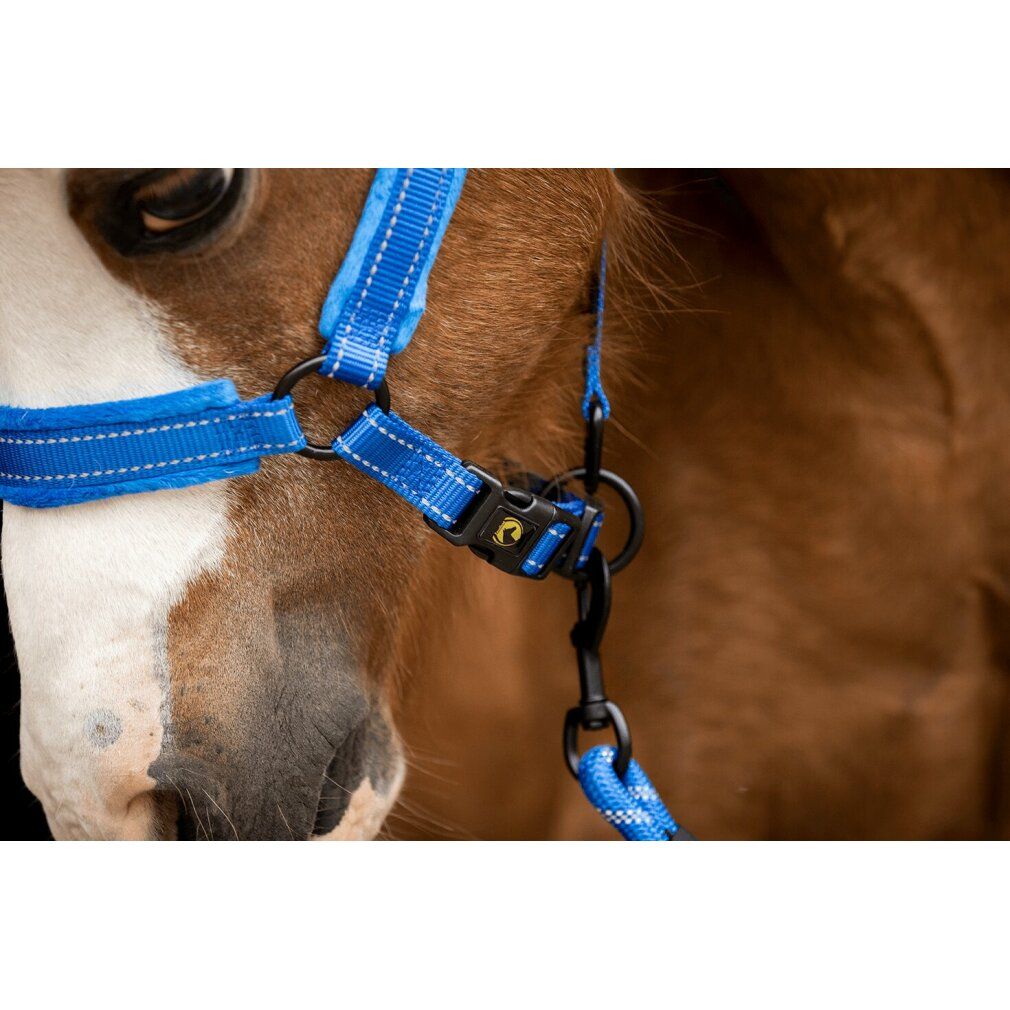 Cavezza blu sulla testa del cavallo. Chiusure e anelli neri. Logo giallo sulla chiusura.