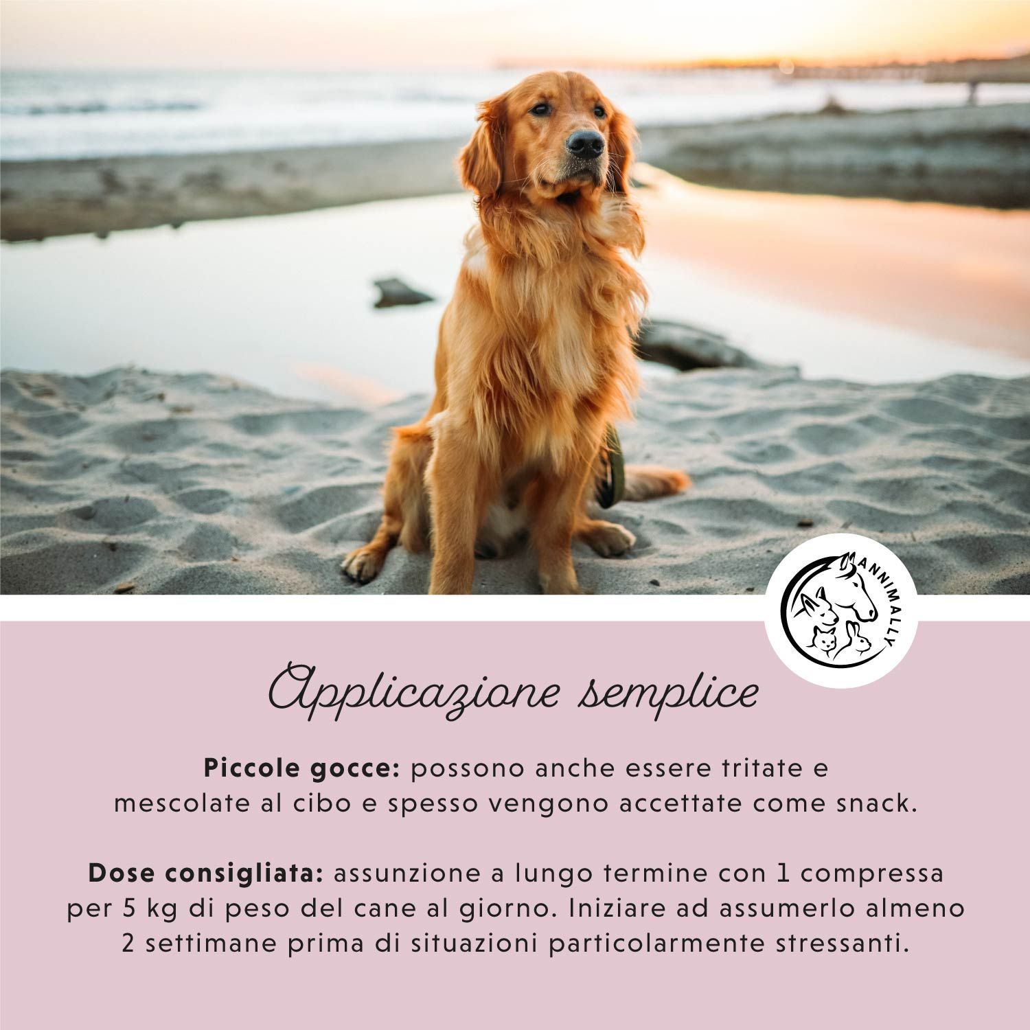 Golden Retriever sulla spiaggia. Testo: Applicazione semplice. Dosaggio. Logo: Annimally.