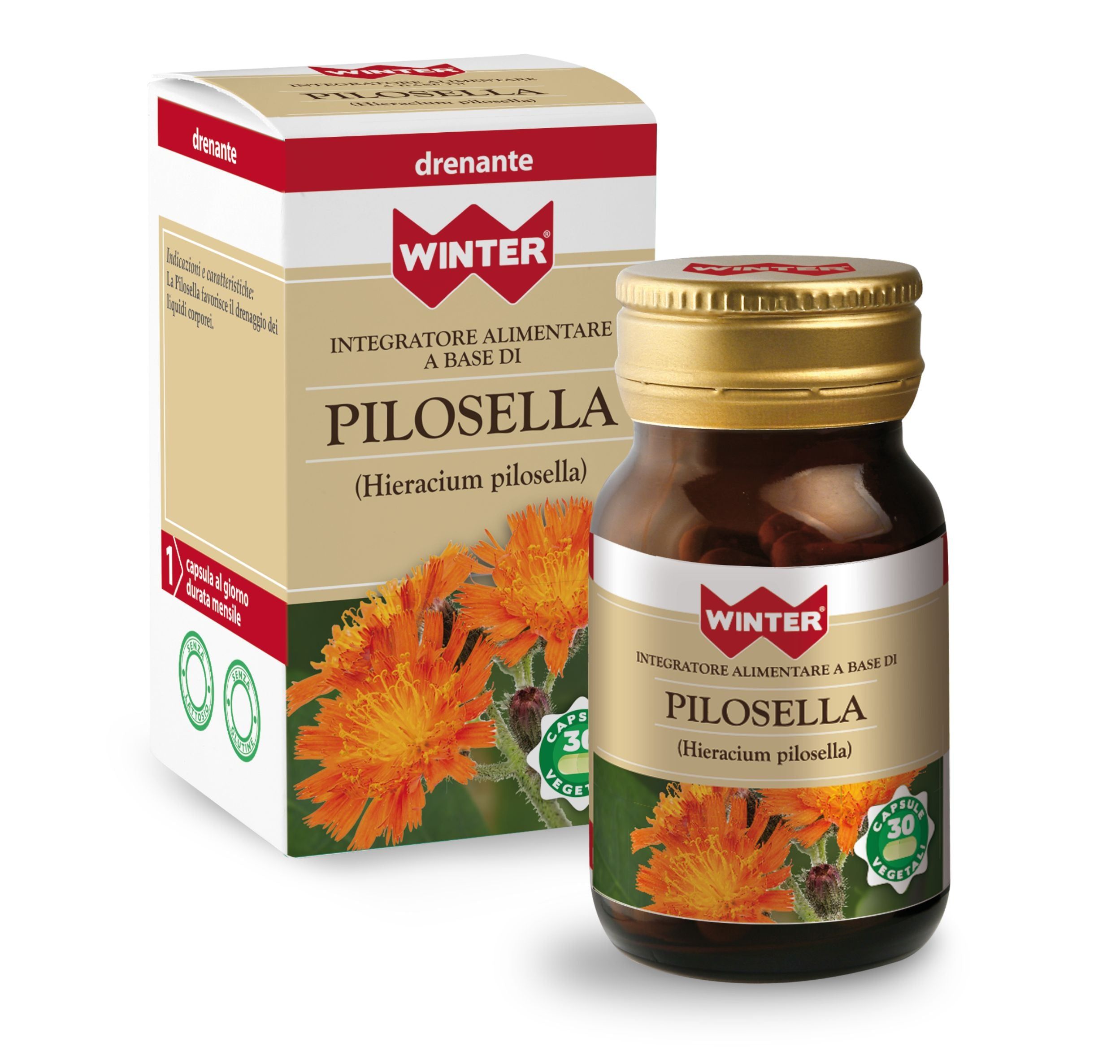 Winter Pilosella