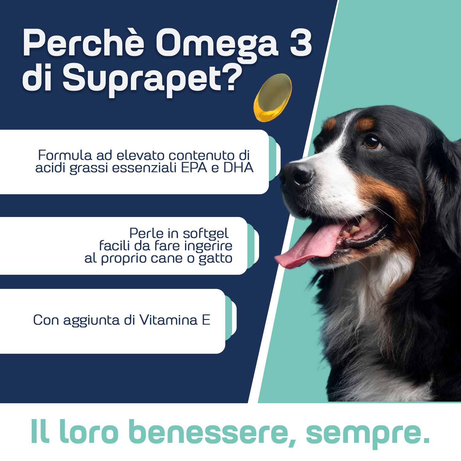 Un Bovaro del Bernese con una perla di Omega-3 e testo su EPA, DHA e Vitamina E.