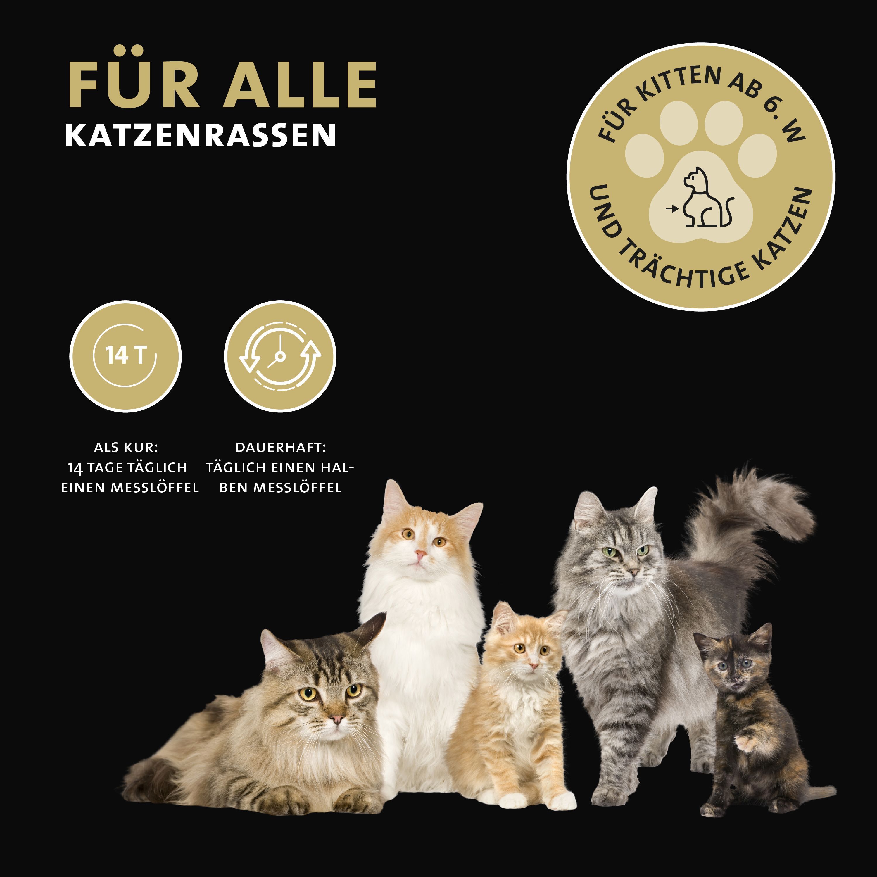 Cinque gatti, testo "Für alle Katzenrassen", "Für Kitten ab 6. W. und trächtige Katzen".