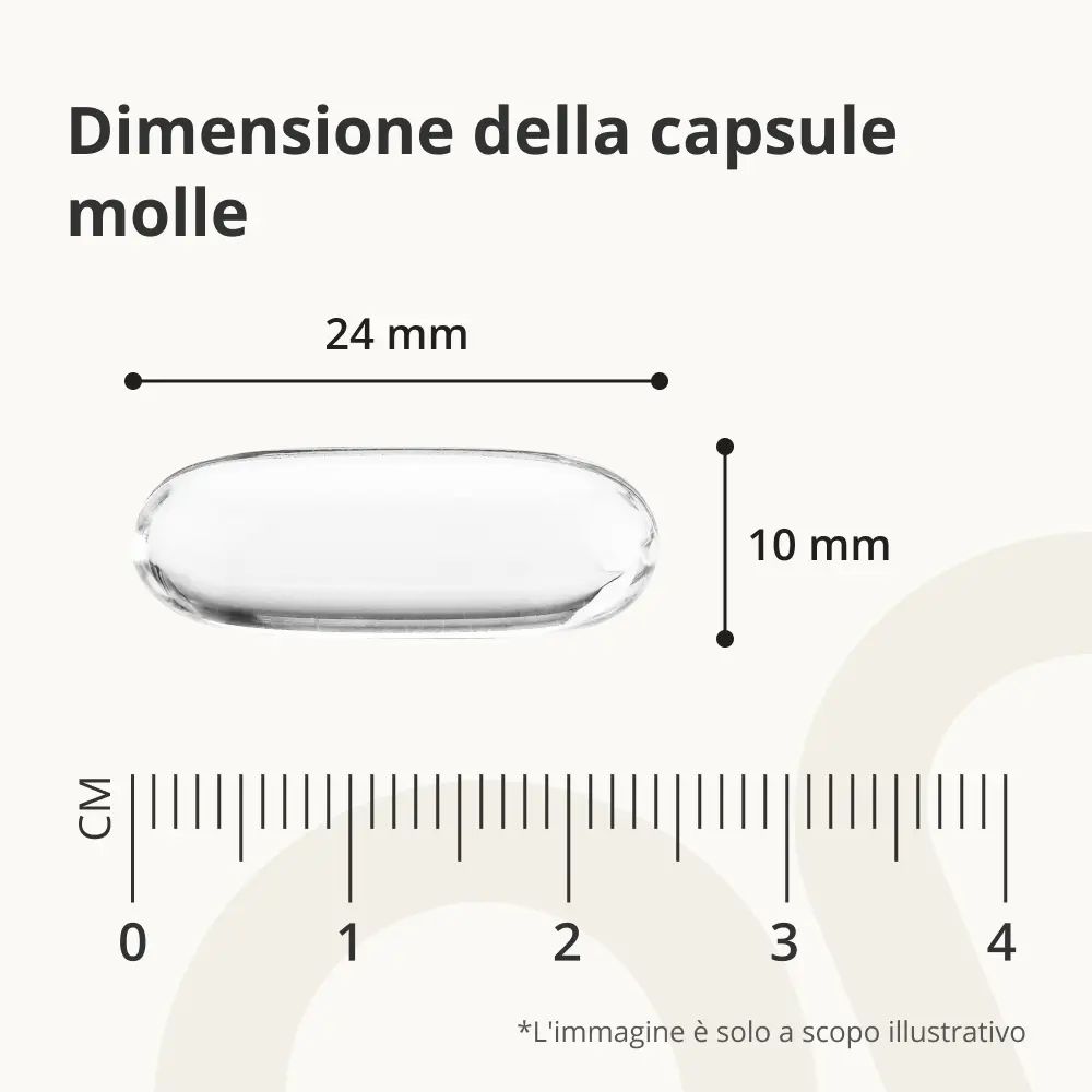 Capsula con dimensioni: 24 mm x 10 mm. Scala in cm.