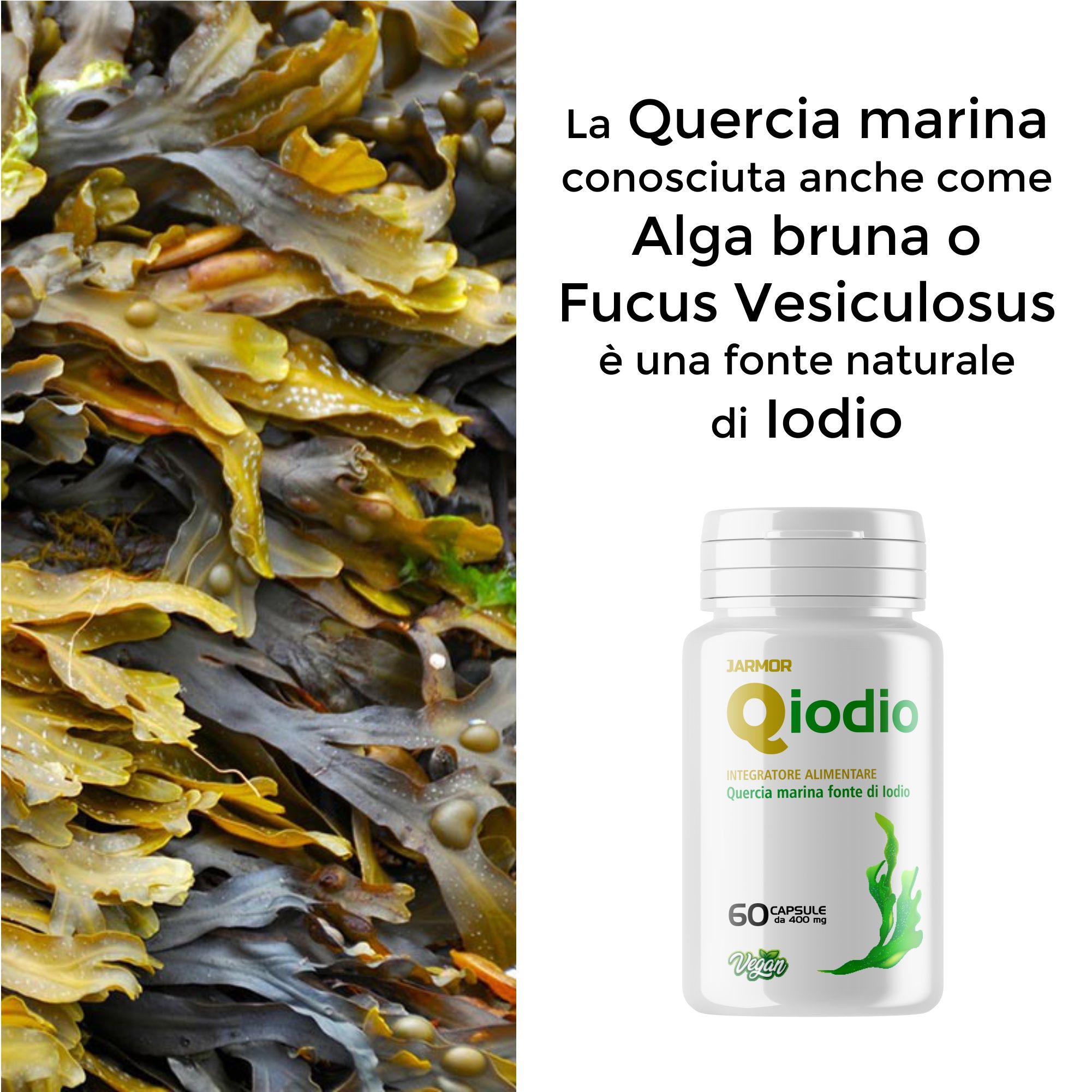 Alghe brune e capsule Qiodio. Flacone Qiodio da 60 capsule. Testo: Fonte di iodio.