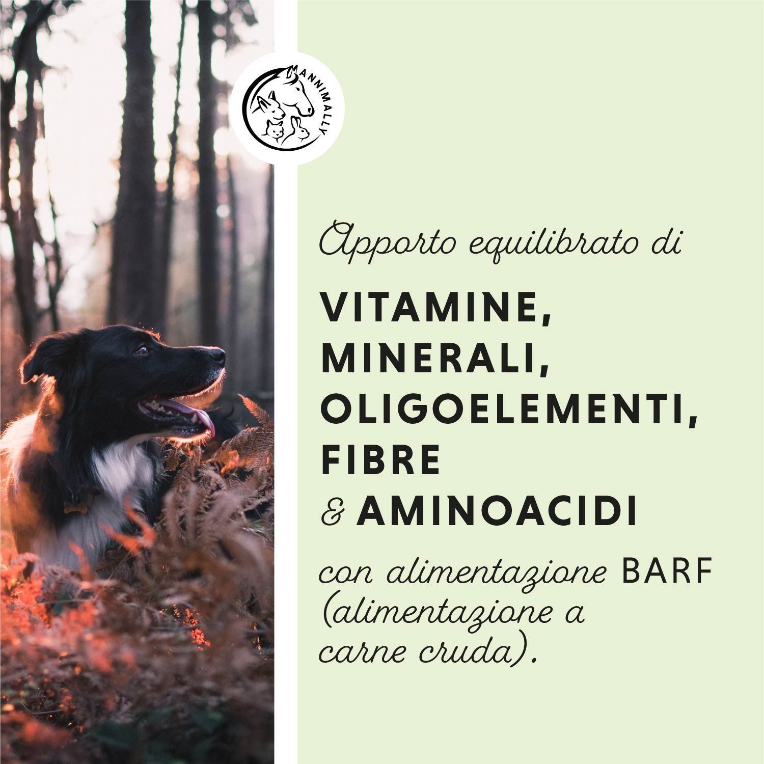 Testo su Super Barf. Logo. Cane nel bosco. Testo su vitamine, minerali, oligoelementi, fibre e aminoacidi.