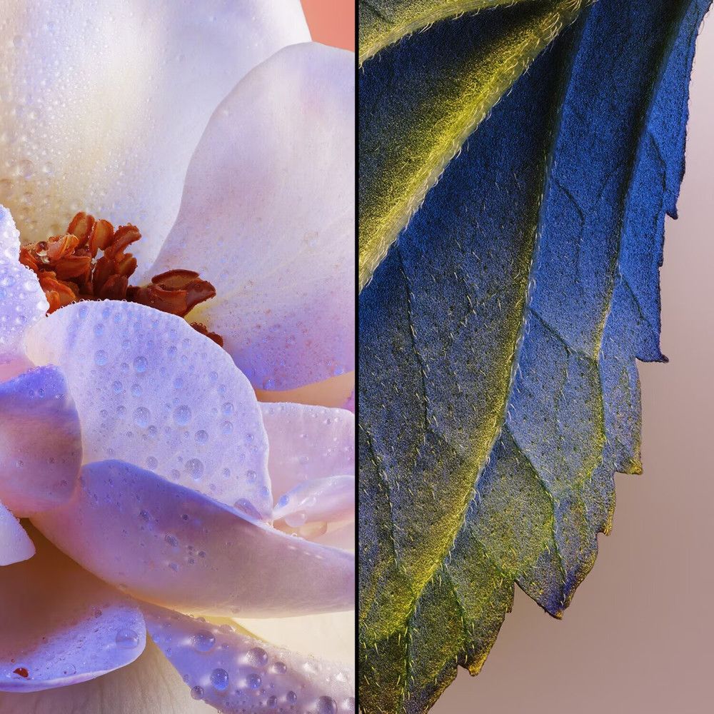 Immagine divisa. Sinistra: fiore con goccioline. Destra: foglia con venature. Colori: blu, giallo, rosa.