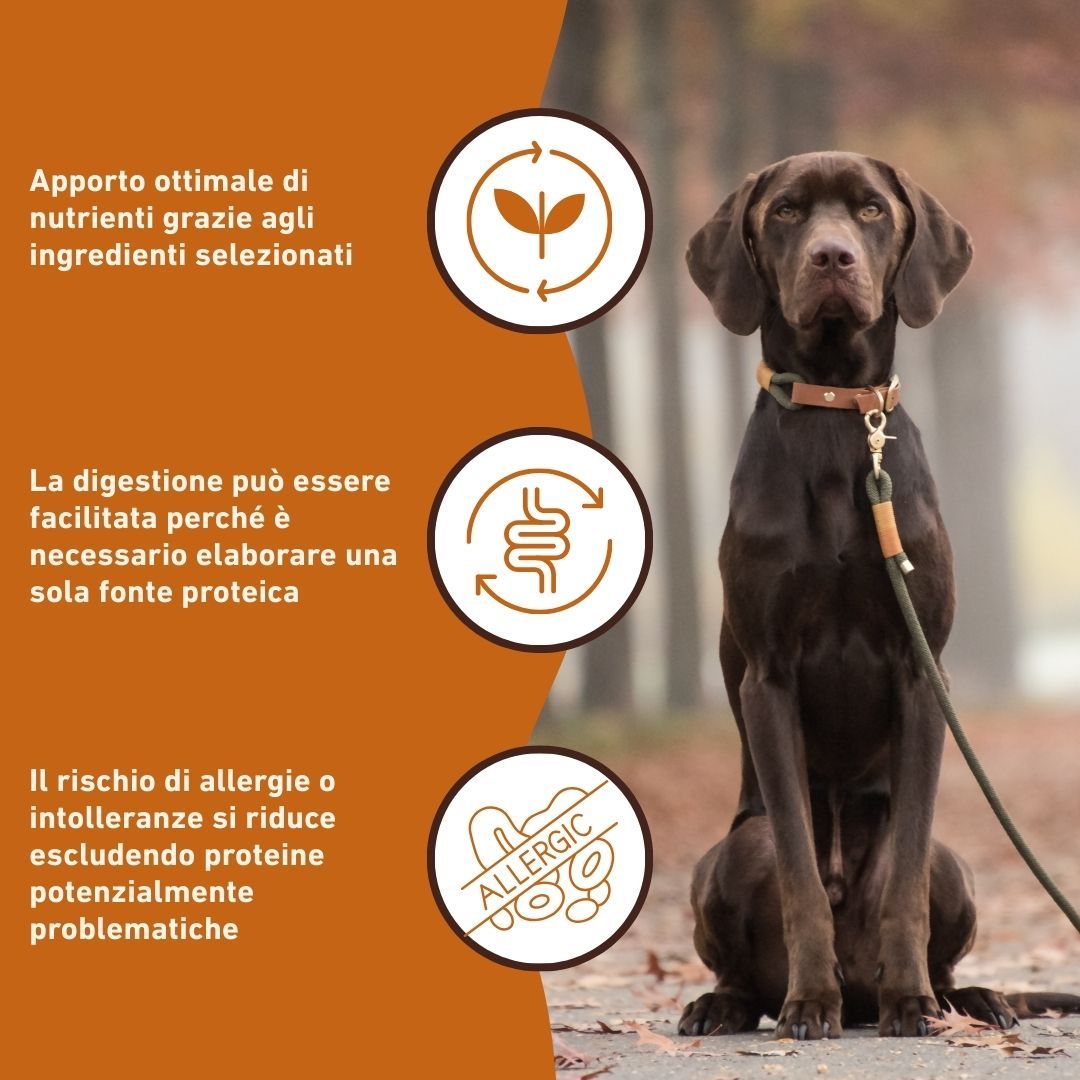 Cane con testo sui benefici di un alimento completo: nutrienti, digestione, allergie.