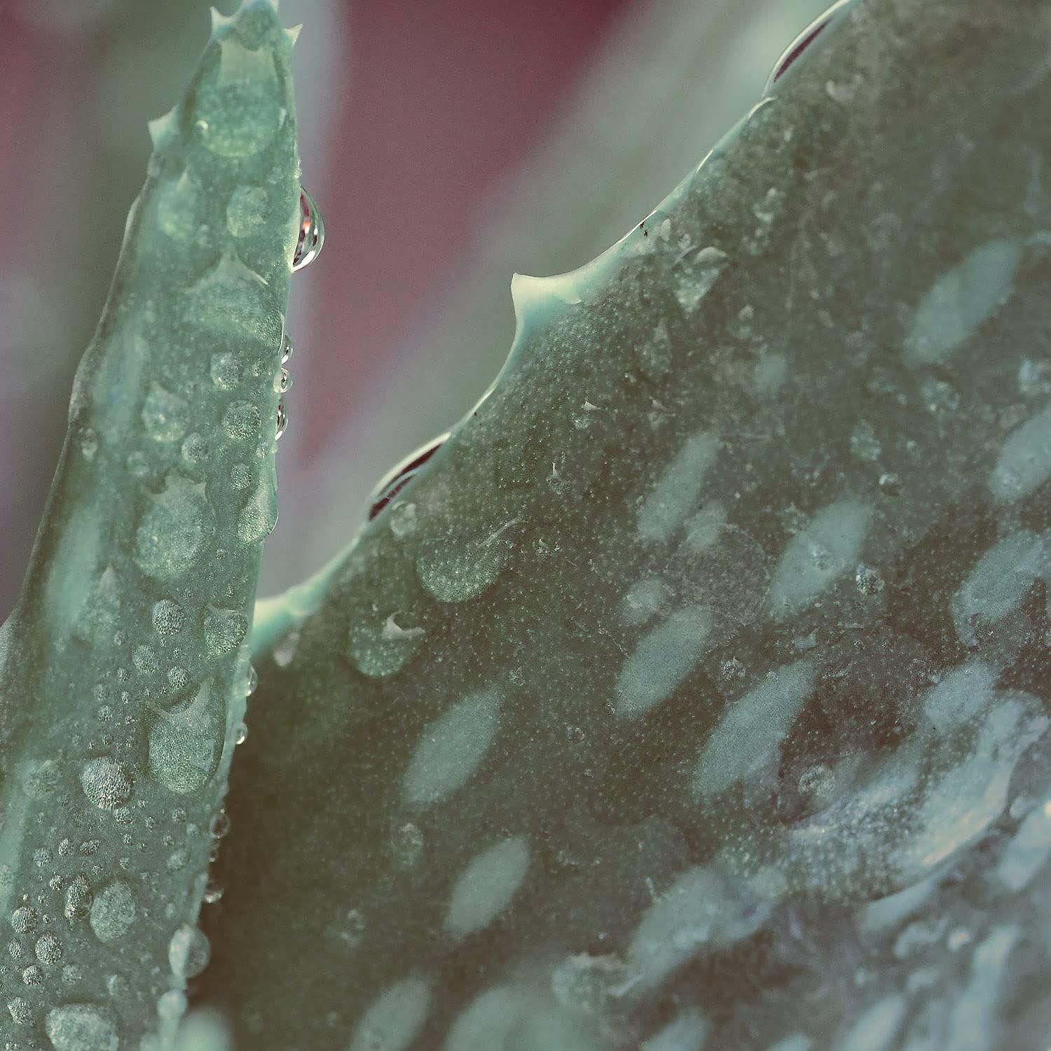 Primo piano di foglia di aloe vera con gocce d'acqua.