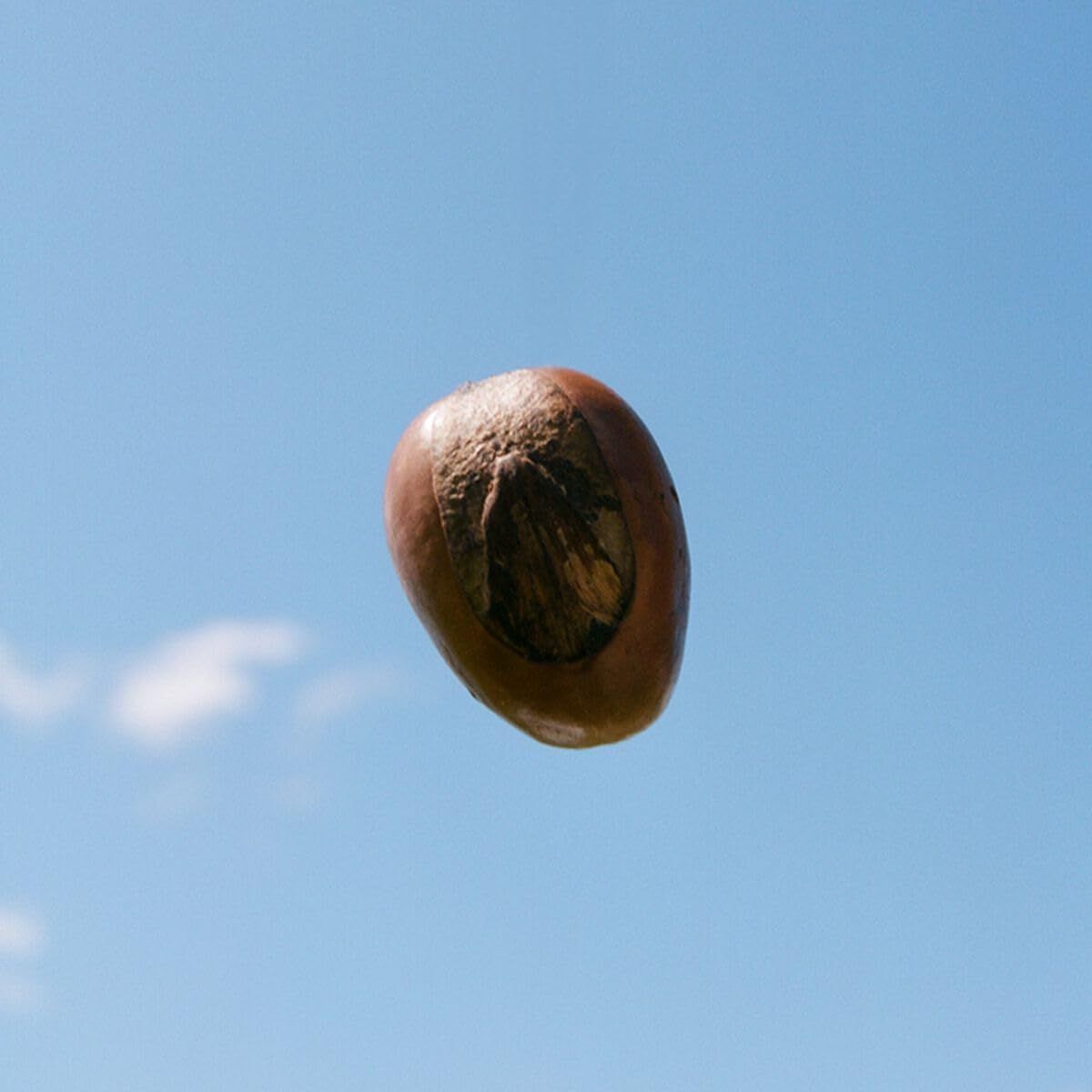 Un singolo noce di karité su sfondo blu.
