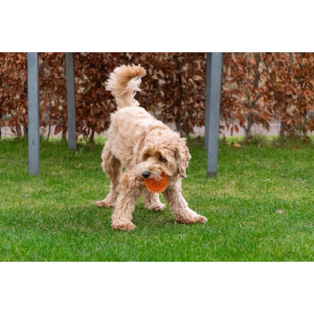 Cane con palla arancione in bocca, sull'erba. Sfondo: siepe e pali metallici.