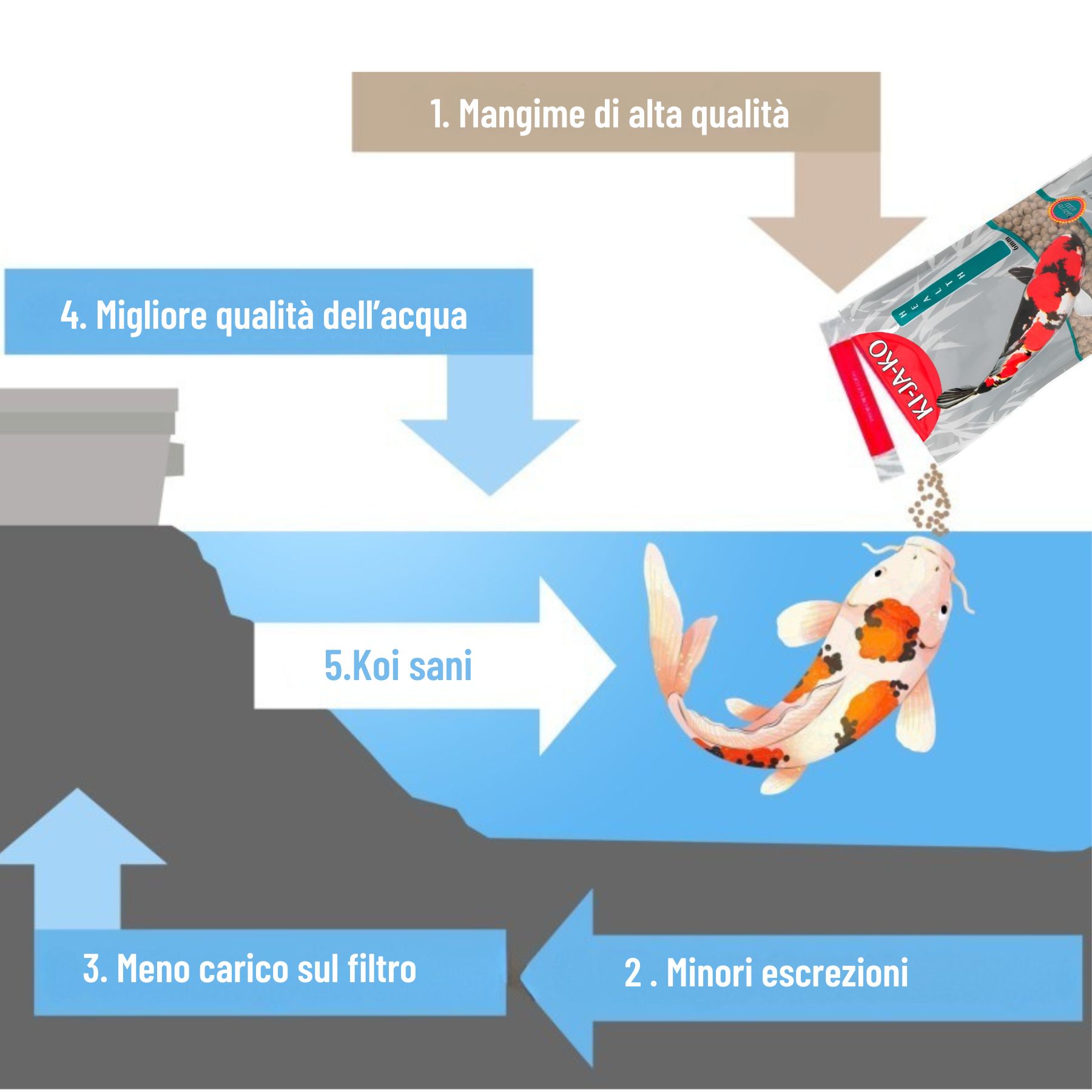 Grafico: mangime, qualità dell'acqua, filtro, koi. Frecce mostrano il ciclo. Mangime KI-JA-KO.