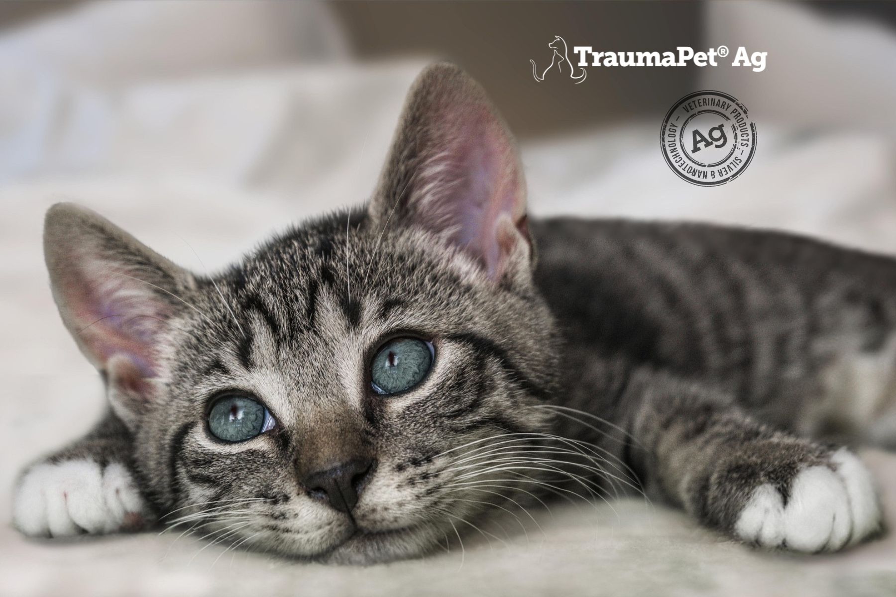 Gatto tigrato grigio con occhi blu. Sdraiato su una coperta bianca. Logo TraumaPet Ag.