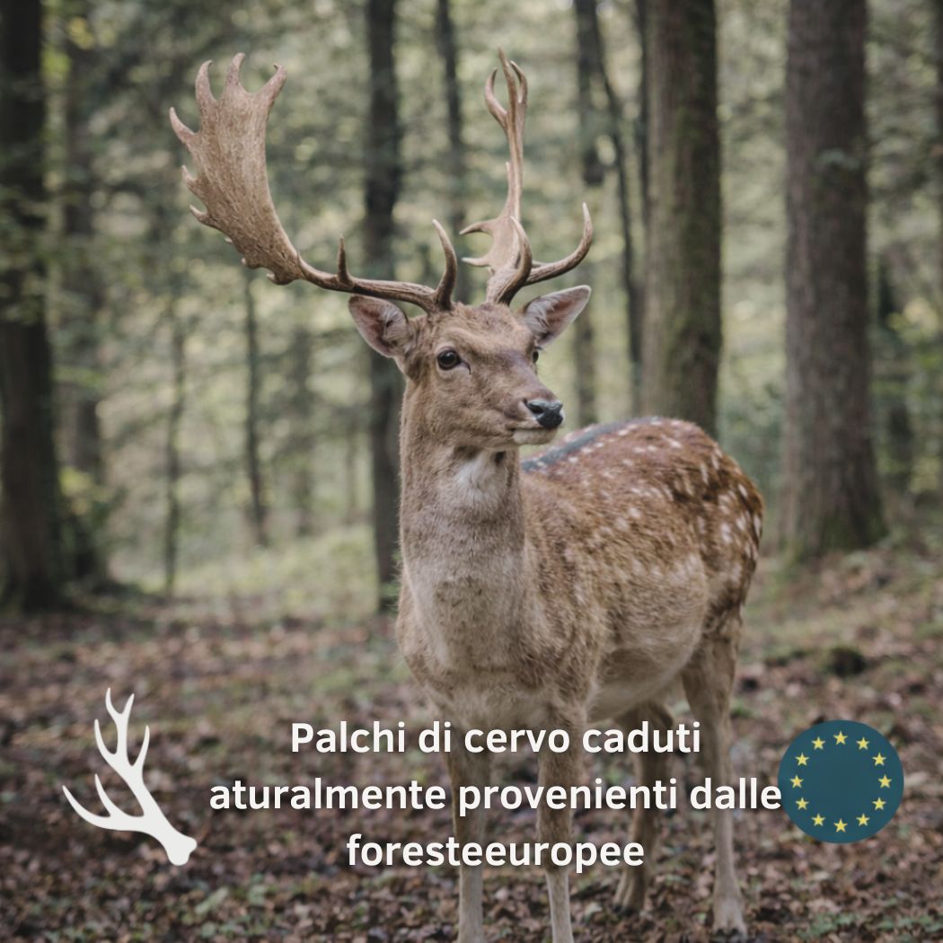 Un cervo con palco si trova in una foresta. Testo: Palchi di cervo caduti naturalmente provenienti dalle foreste europee.