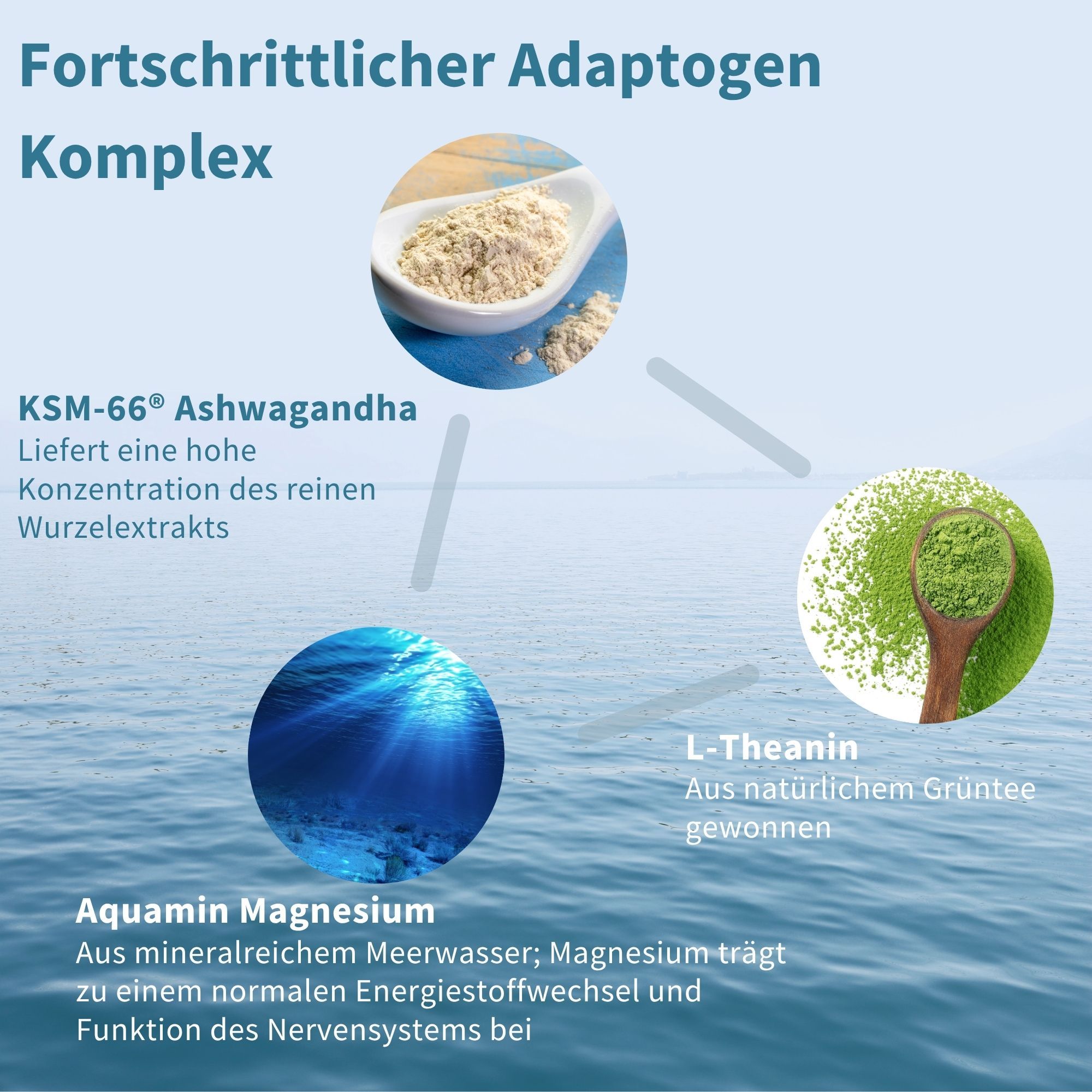 Infografica: Ashwagandha KSM-66, L-Teanina da tè verde, Magnesio Aquamin per la calma.