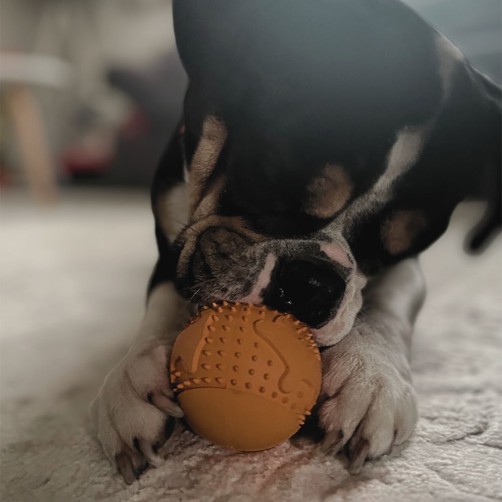 Cane con palla snack arancione in bocca. La palla ha borchie e una fessura a croce.