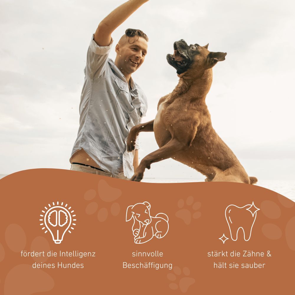 Uomo che lancia zucca da lancio per cani. Icone: intelligenza, occupazione, denti puliti.