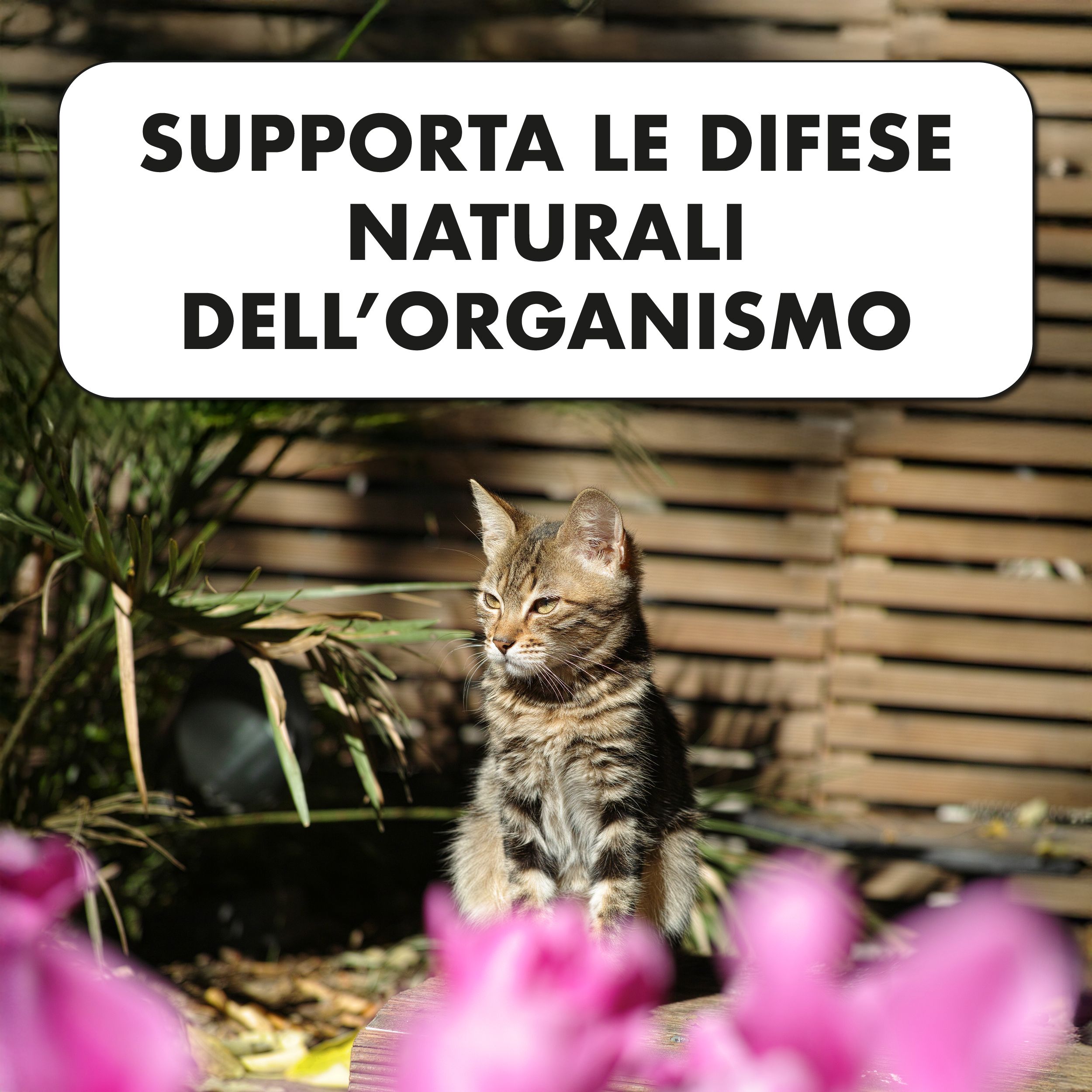 Gatto davanti a sfondo in legno. Testo: Supporta le difese naturali dell'organismo.