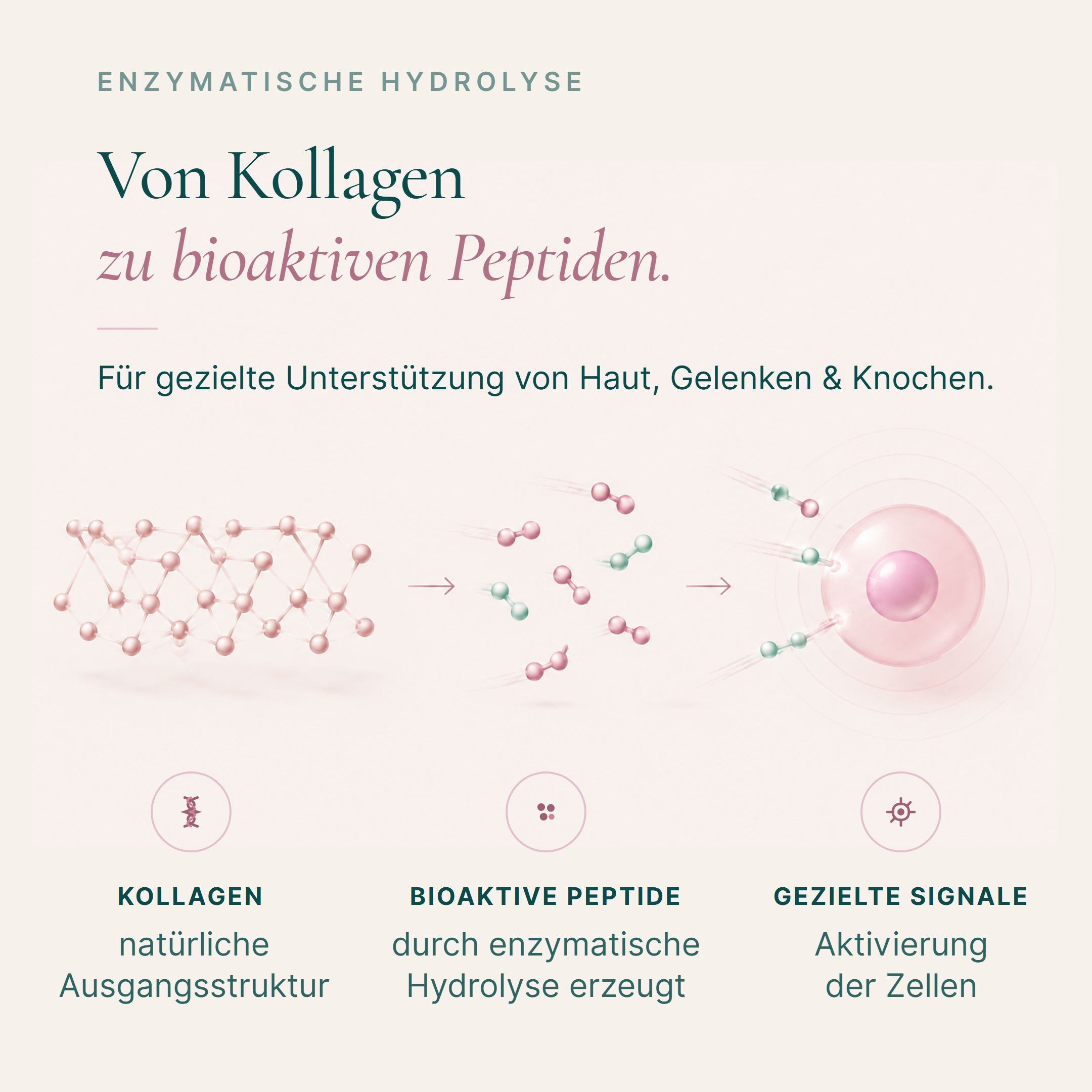 Grafico: Il collagene diventa peptidi bioattivi. Per pelle, articolazioni e ossa. Idrolisi enzimatica.