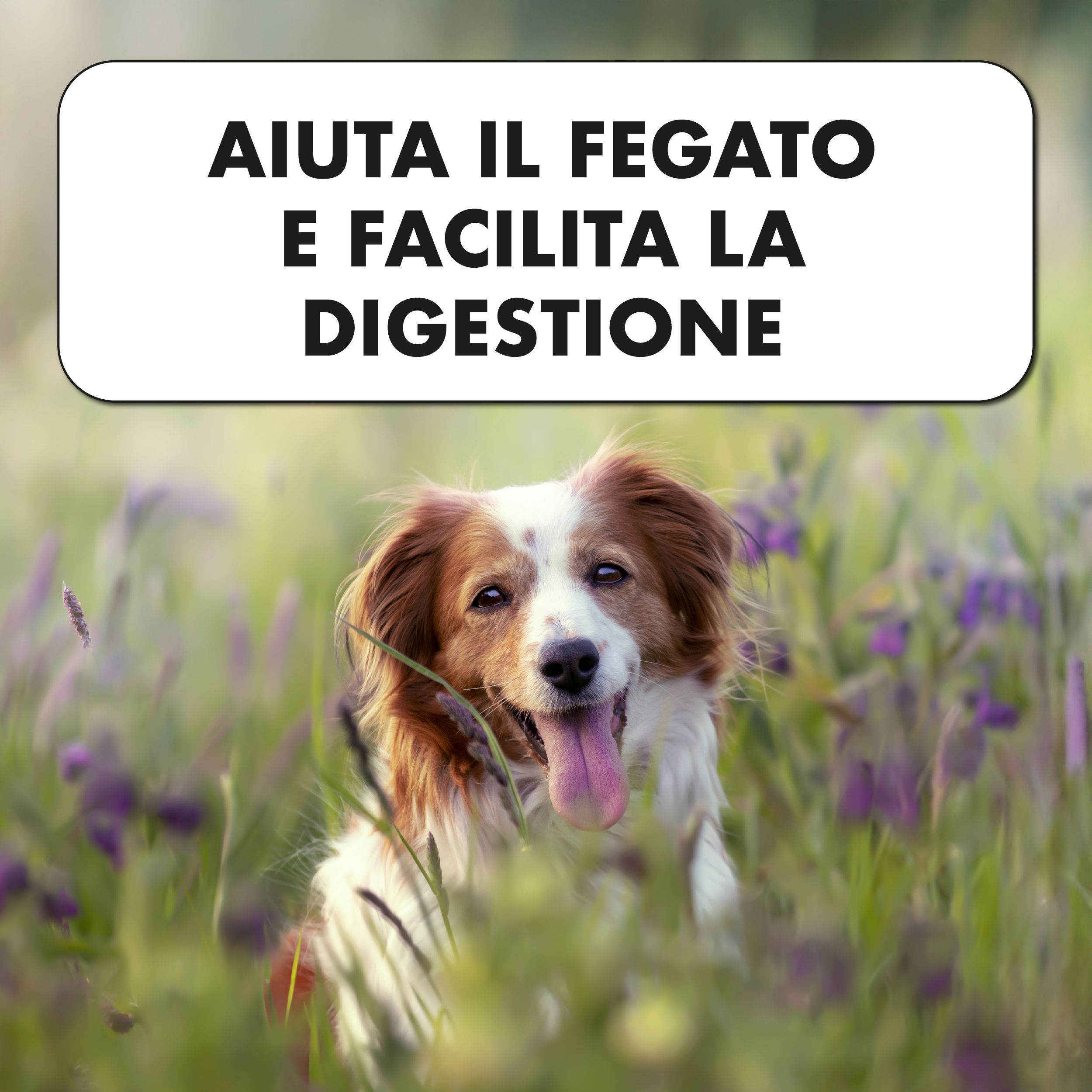 Cane nell'erba. Testo: Aiuta il fegato e facilita la digestione.