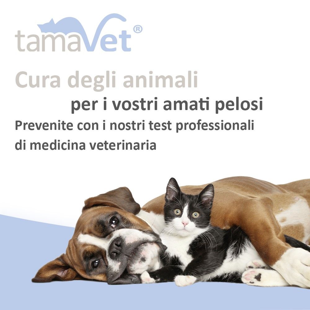 Cane e gatto sdraiati insieme. Testo: Cura degli animali per i vostri amati pelosi.