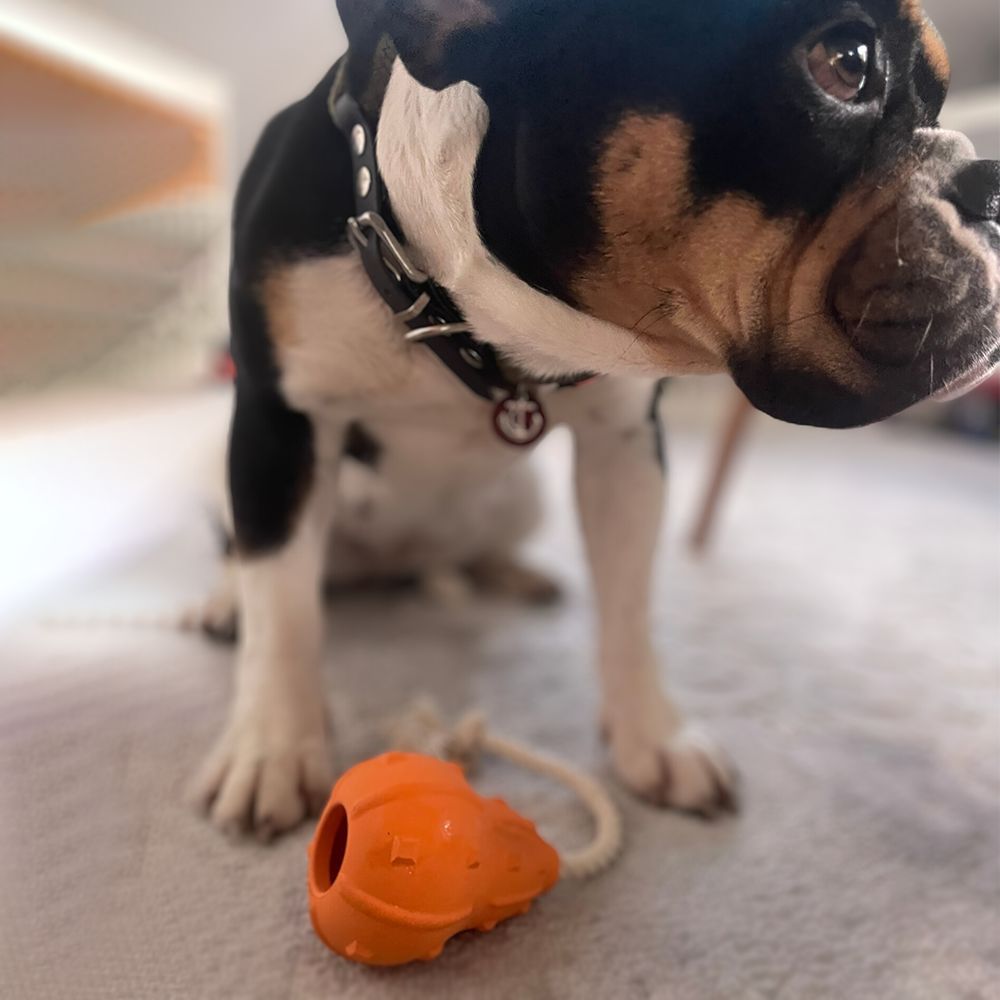 Zucca da lancio arancione con corda. Un cane è seduto davanti.