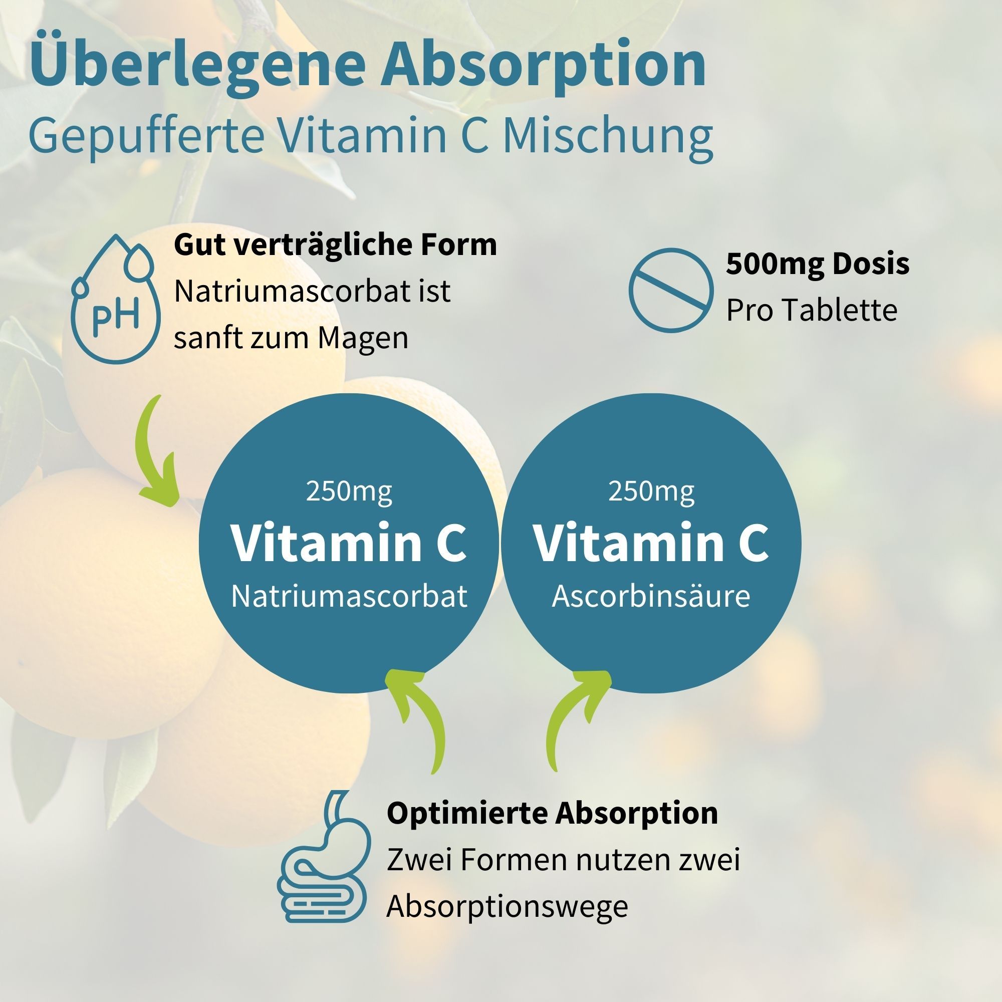 Grafico con informazioni sulla vitamina C. 250mg di vitamina C ascorbato di sodio e 250mg di acido ascorbico. Assorbimento ottimizzato. Forma ben tollerata. 500mg per compressa.