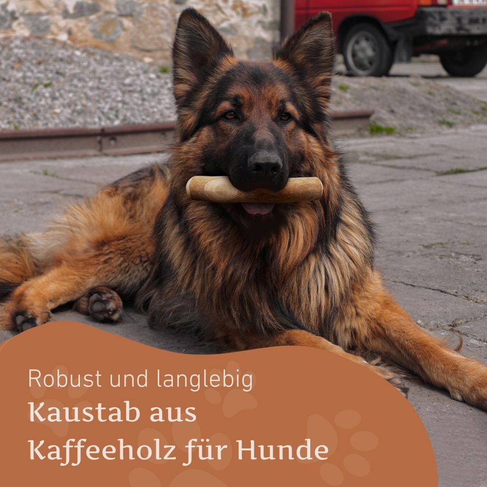 Pastore tedesco con bastoncino masticabile in legno di caffè in bocca. Testo: Robusto bastoncino masticabile in legno di caffè per cani.