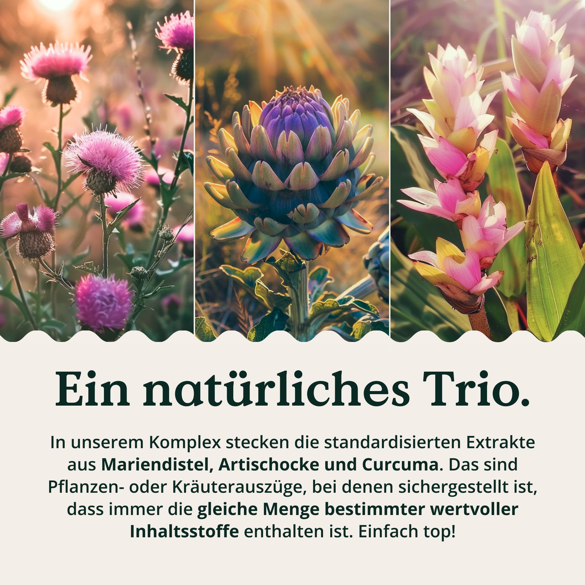Tre primi piani di piante: cardo mariano, carciofo e curcuma. Testo: Un trio naturale. Estratti standardizzati.