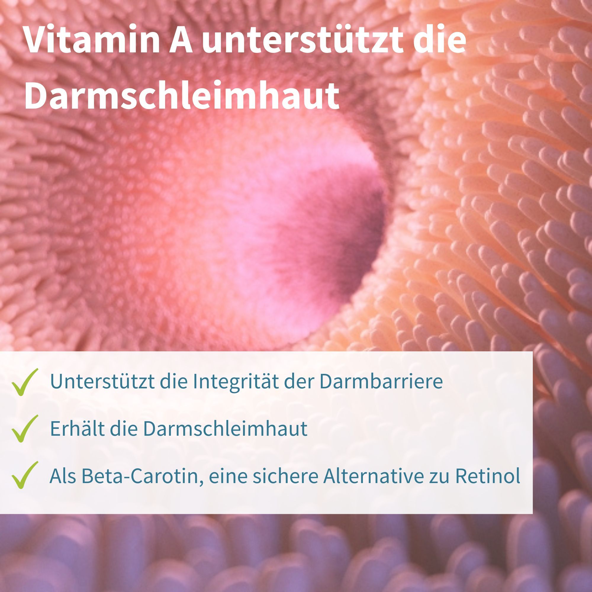 Vitamina A supporta la mucosa intestinale e la barriera, come beta-carotene.