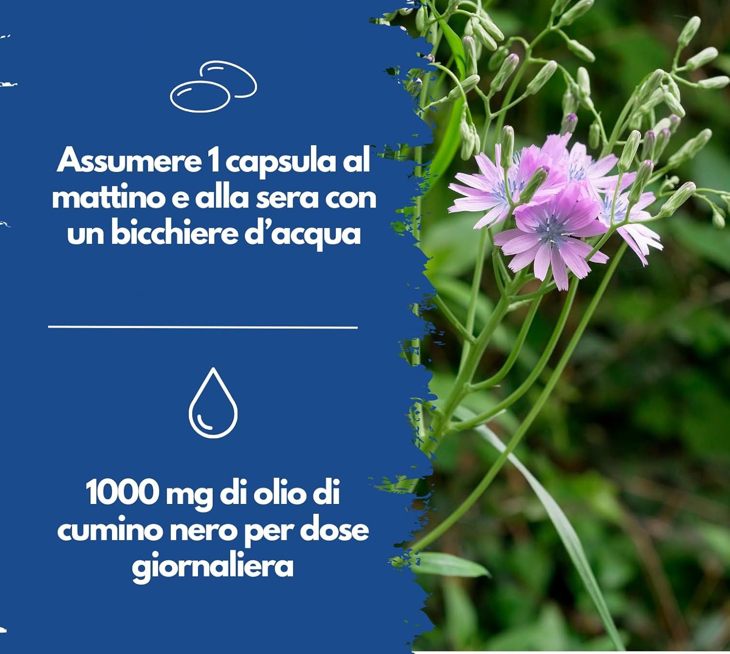 Fiori e piante. Testo: Assumere 1 capsula al mattino e alla sera con un bicchiere d'acqua. 1000 mg di olio di cumino nero per dose giornaliera.