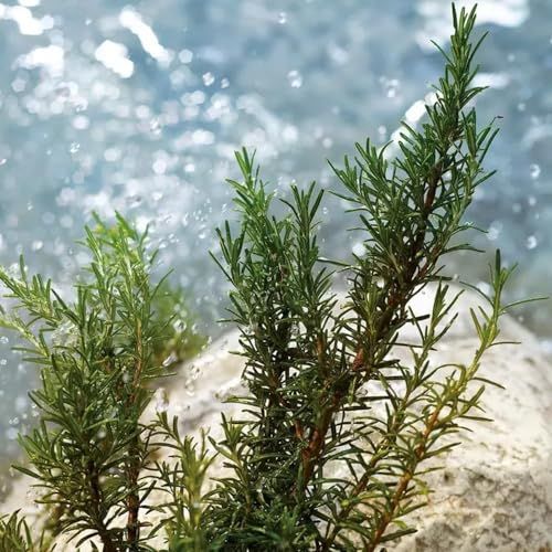 Rametti di rosmarino verde con foglie, su sfondo di acqua e pietre. Primo piano.
